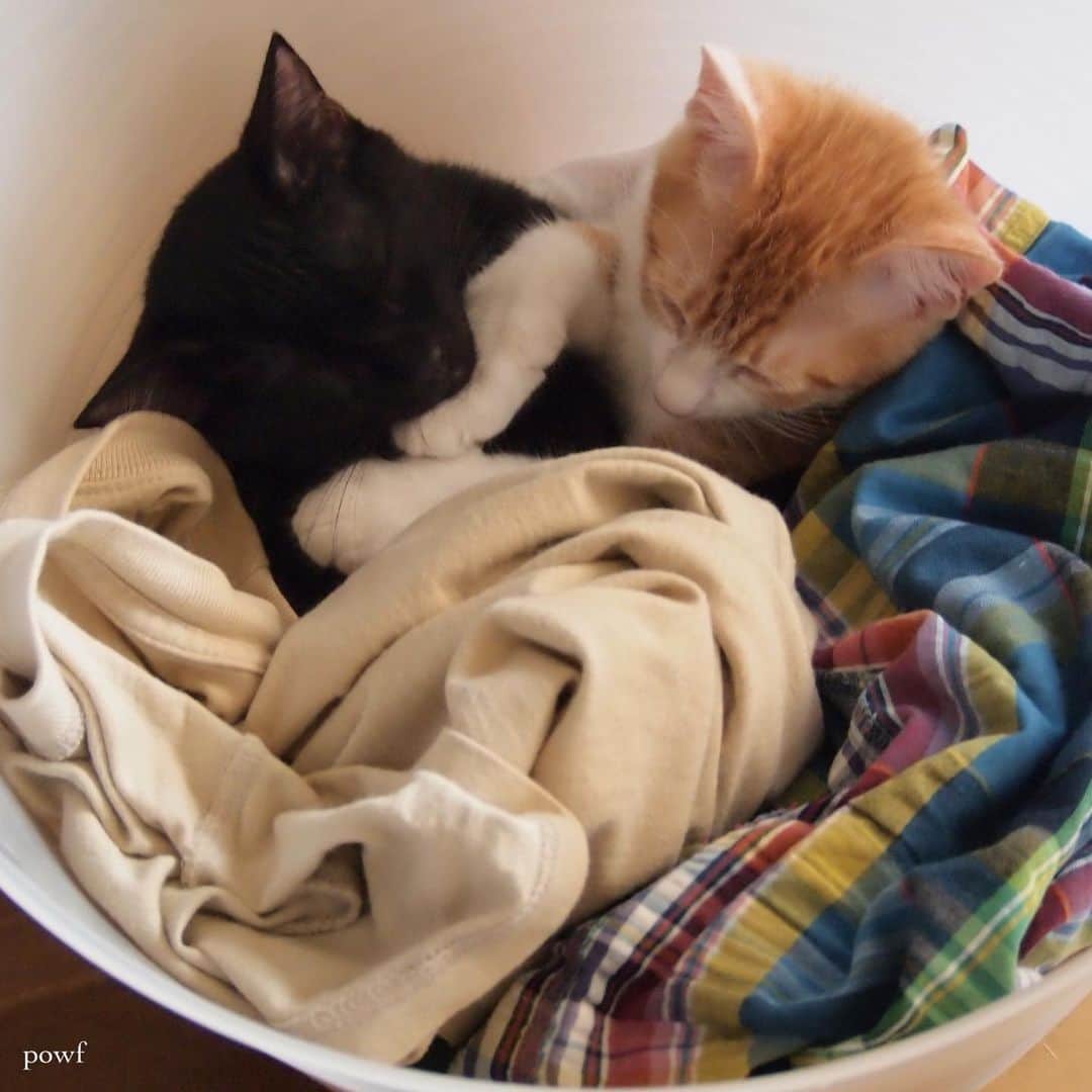 anemone_69のインスタグラム：「🐈🐈‍⬛ . なかよしだった頃w . 今もこの洗濯カゴ代わりの #タブトラッグス は健在です。 . . #ハカセとキョウジュ #cat #猫 #保護猫 . . .」