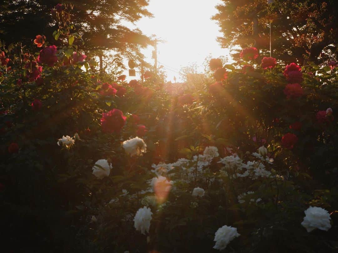 中山美香さんのインスタグラム写真 - (中山美香Instagram)「香りに癒される🌹 . . . #薔薇 #バラ #公園 #横浜  #rose #park #yokohama」5月3日 20時33分 - mika5nakayama