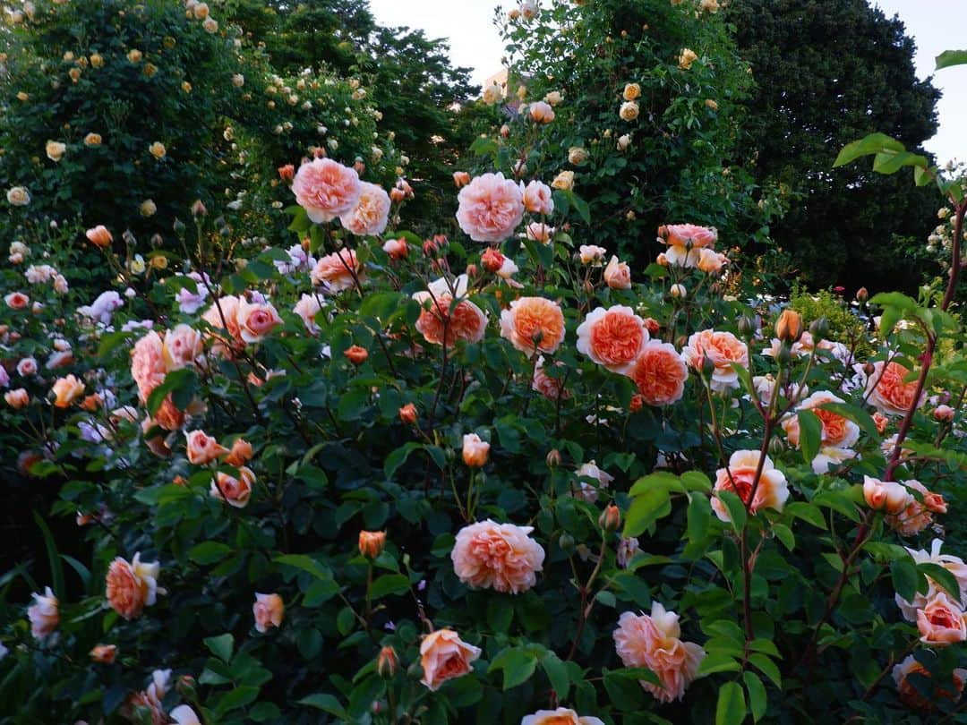 中山美香さんのインスタグラム写真 - (中山美香Instagram)「香りに癒される🌹 . . . #薔薇 #バラ #公園 #横浜  #rose #park #yokohama」5月3日 20時33分 - mika5nakayama
