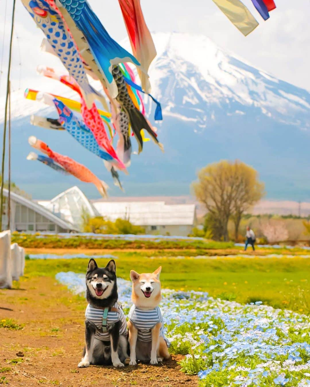 柴犬 けんしろう ゆりあのインスタグラム：「🎏🐶🗻🐶🎏  ゴールデンなウィーク みなさんみなわんいかがお過ごしですか？  毎年わが家は無縁なのですが〜 明日明後日お世話係お休み😍👏  明日はごろごろして(笑) 明後日はまめまろけんゆりお出かけ ゆりあさんと楽しみたいと思います❤️  #元保護犬 #保護犬を家族に   #その瞬間は永遠の思い出 #その瞬間に物語を #tokyocameraclub #whim_fluffy #barked #igersip #japan_of_insta #9gag #team_jp_ #photo_shorttrip #wp_flower #lovers_nippon #cute #art_of_japan_ #ptk_japan #japan_daytime_view  Location: #花の都公園 2019」