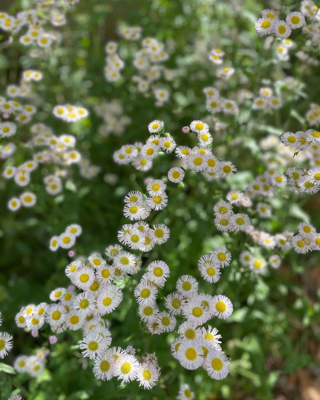 小橋めぐみのインスタグラム：「聖五月🌿  #flower #ハルジオン」