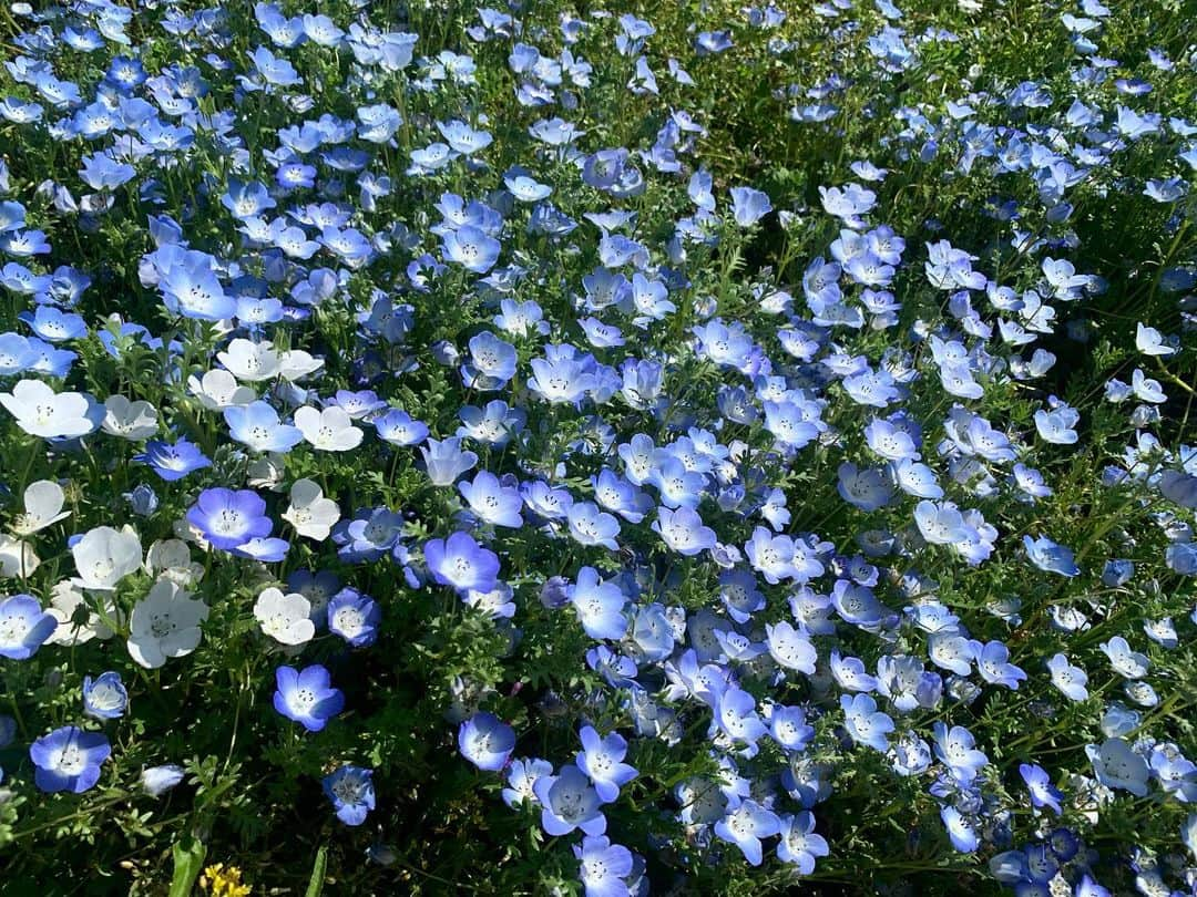 奥山レイカさんのインスタグラム写真 - (奥山レイカInstagram)「お天気が良かったのでお弁当を持ってお出かけ お花がたくさん見られる季節なので綺麗でした☺️💐  #立川市 #国営昭和記念公園 #花畑 #お花 #ピクニック #ネモフィラ畑 #gw旅行」5月3日 20時48分 - rks631