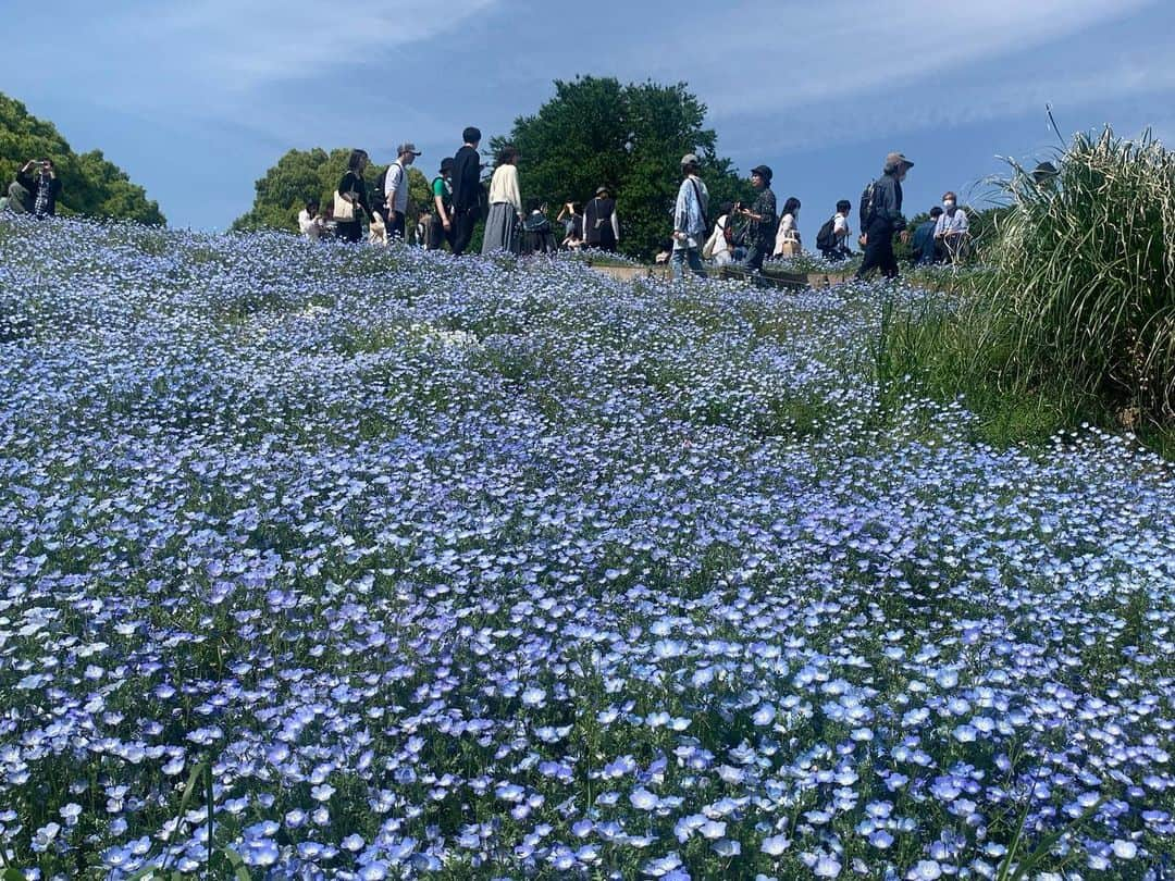 奥山レイカさんのインスタグラム写真 - (奥山レイカInstagram)「お天気が良かったのでお弁当を持ってお出かけ お花がたくさん見られる季節なので綺麗でした☺️💐  #立川市 #国営昭和記念公園 #花畑 #お花 #ピクニック #ネモフィラ畑 #gw旅行」5月3日 20時48分 - rks631