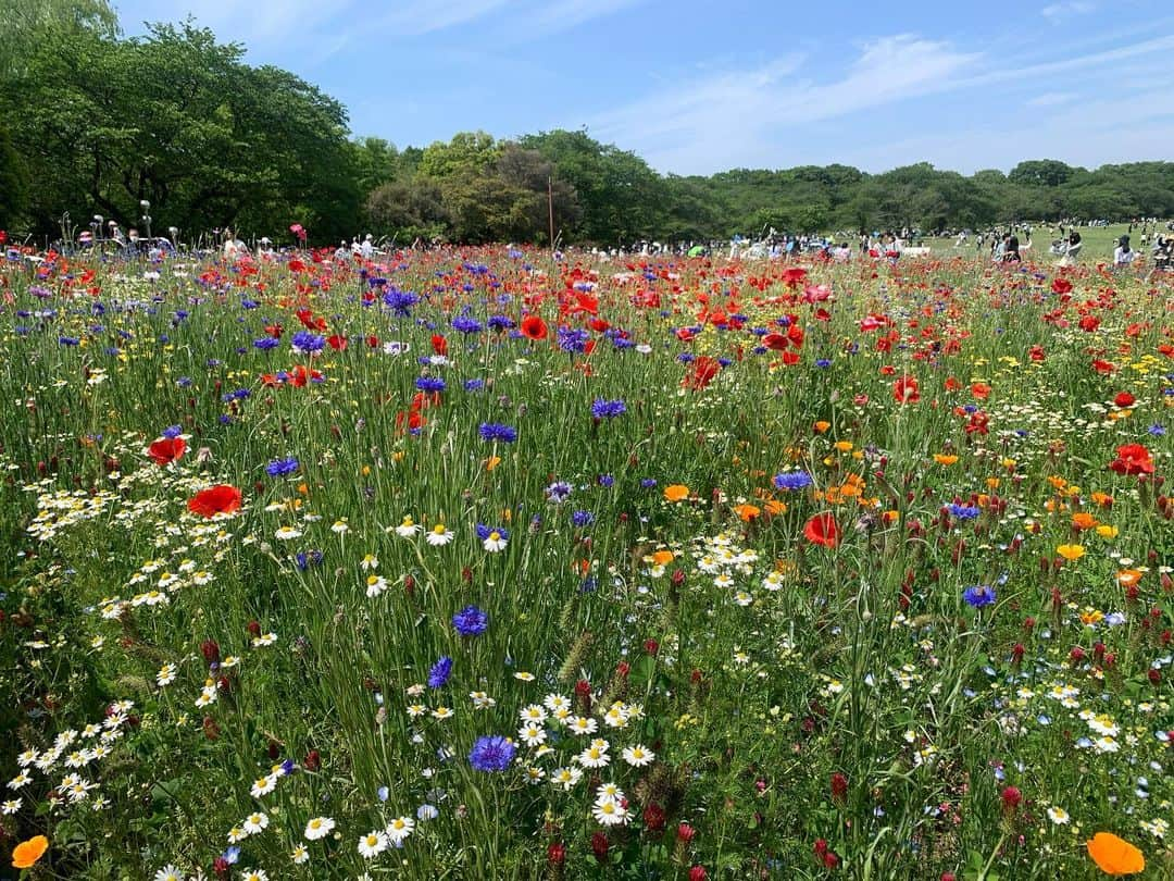 奥山レイカのインスタグラム：「お天気が良かったのでお弁当を持ってお出かけ お花がたくさん見られる季節なので綺麗でした☺️💐  #立川市 #国営昭和記念公園 #花畑 #お花 #ピクニック #ネモフィラ畑 #gw旅行」