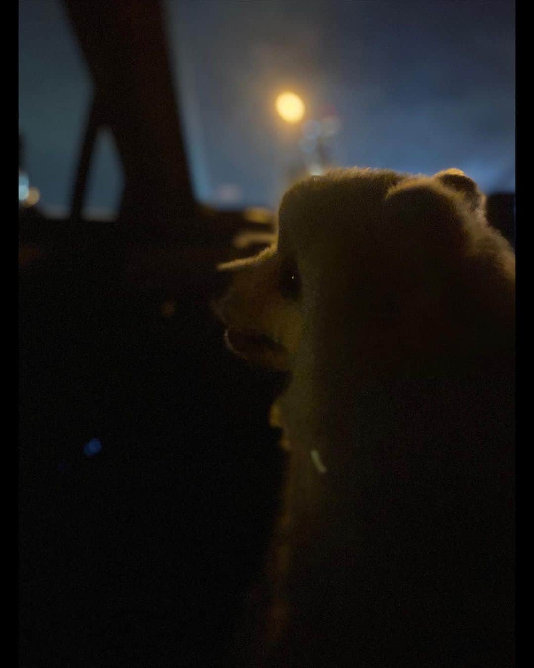 逢沢りなのインスタグラム：「久々にしんのすけの写真🐻‍❄️🌙 今年10歳になるよ〜…！ 年をとると愛おしさが増しますね😌」