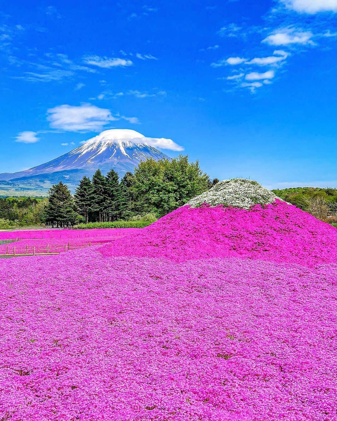 和希優美のインスタグラム：「昨年行って感動した 富士芝桜まつり ◡̈ .ﾟ･*. ⁡ ⁡ 5月28日まで 今年も山梨県富士河口湖町の 富士本栖湖リゾートで 開催されていますよ♡⸝⸝⸝⸝ ⁡ ⁡ 今年は 「ピンクの海を旅する小舟」が 登場したそうで 今年行けたら乗ってみたいなー✦ ⁡ 気になる方は 是非、遊びに行ってみて！ ┈┈┈┈┈┈┈┈┈┈┈┈┈┈┈┈┈ ⁡ 📍 富士芝桜まつり 📮 〒401-0337 山梨県南都留郡富士河口湖町本栖212 🚗  500円 🎫  大人1000円〜1,200円　 こども（3歳以上）400円〜600円 ⏰ 8:00〜16:00 📞 0555-89-3031 🗓 2023年4月15日(土)～5月28日(日)  ⁡  ┈┈┈┈┈┈┈┈┈┈┈┈┈┈┈┈┈ ⁡ いいね、コメント 有り難うございます ◡̈✩ フォローは @kazukiyumi から フォローしてください☺️ ⁡ 気になったり、 あとでゆっくり読みたい人は 忘れずに！ 保存してくださいね🏷✨ ⁡ ┈┈┈┈┈┈┈┈┈┈┈┈┈┈┈┈┈ ⁡ #mtfuji #mountfuji #fujisan #japan #yamanashi #shibazakura #pholx #moss #sakura #cherryblossom #grasscherryblossom #富士芝桜まつり #富士山 #絶景 #山梨 #후지산  #ภูเขาไฟฟูจิ #旅行 #国内旅行 #芝桜富士 #芝桜 #本栖湖  #絶景スポット」