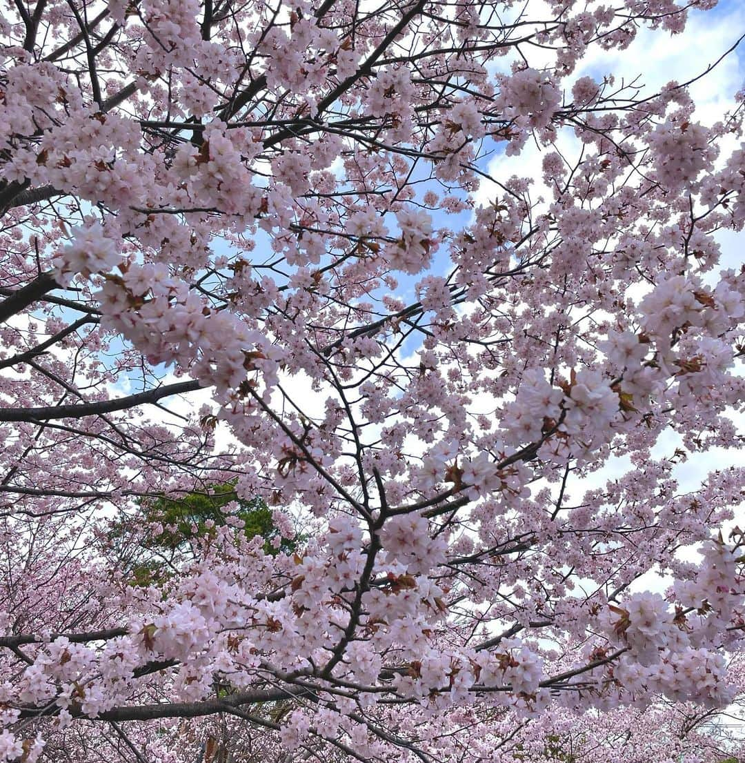 世永聖奈さんのインスタグラム写真 - (世永聖奈Instagram)「🌸 ⁡ ⁡ 桜を見ながら桜ドーナツを食べた日！ ⁡ ⁡ #お花見 #円山公園  #札幌グルメ #札幌スイーツ #ドーナツ ⁡#春満喫 #桜満開 #よぉいやさぁ」5月3日 12時23分 - hbc_yonagasena