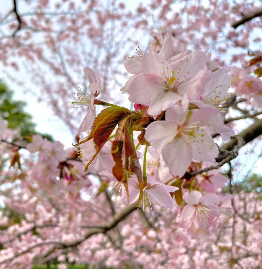 世永聖奈さんのインスタグラム写真 - (世永聖奈Instagram)「🌸 ⁡ ⁡ 桜を見ながら桜ドーナツを食べた日！ ⁡ ⁡ #お花見 #円山公園  #札幌グルメ #札幌スイーツ #ドーナツ ⁡#春満喫 #桜満開 #よぉいやさぁ」5月3日 12時23分 - hbc_yonagasena