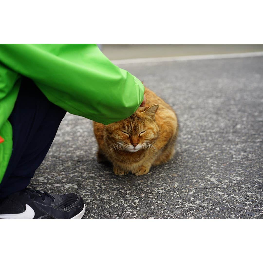 つがねゆきこさんのインスタグラム写真 - (つがねゆきこInstagram)「続編  ~直島~ （2023.3月下旬）  直前に思い立って✈︎をとった直島旅。  宿がとにかく見つからなくて Google mapでやたらと口コミのいいゲストハウスを発見。  でもやっぱり予約は取れなくて残念、、  と思っていたら、まさかの 同じ高校バスケ部のあの子が移住して営んでいた ゲストハウスだったミラクル。。🙌  #francoile  筋が通ってて、いつも笑顔だったナミ。 フランコイルは開店と同時にあっという間に人で溢れて、 愛されるお店だった。  自家焙煎のコーヒー美味しかったなぁ。 これからの季節はアフォガードがたまらないはず、、  直島の本村港から徒歩8分 （私は5分で船に乗りましたよ🏃）  また絶対いこう。  #直島旅 #直島旅行 #直島カフェ  #直島は月曜はどこもお休み #火曜日祝前日も要注意 #ランチお茶時間どこもカフェ混雑 #どこでも猫さがし兄妹」5月3日 12時50分 - yukiko_tsugane