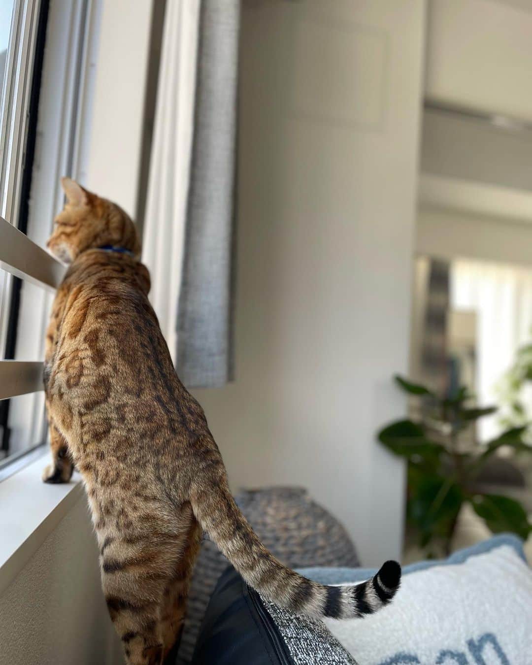 悠木ゆうかのインスタグラム：「いいお天気の日に窓をあけると猫がかわるがわるパトロールしにきます🐈🌿  #ベンガル #catstagram」
