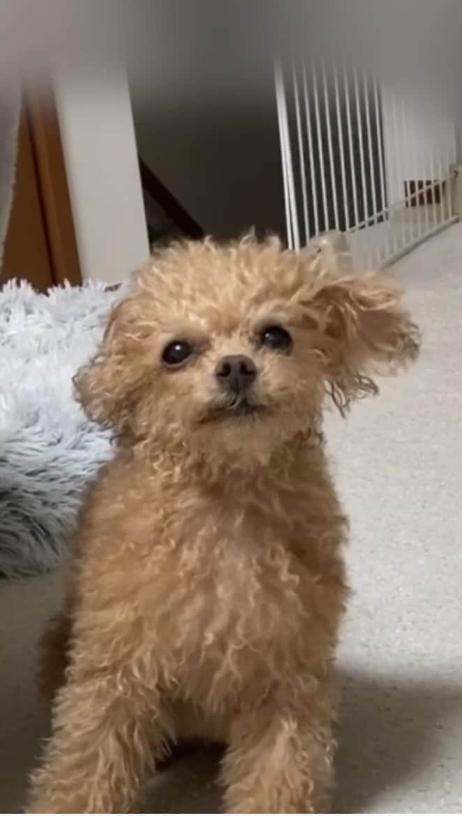 ふわのインスタグラム：「ドライヤーは嫌いです… でも、この距離感はいいみたいです。  #toypoodle#toypoodlegram#dogsofinstagram#instadog#doglover#doglife#dog#fuwamama#ふわ#トイプードル#ふわもこ部#犬バカ部#犬のいる暮らし#いぬすたぐらむ#ドライヤー」