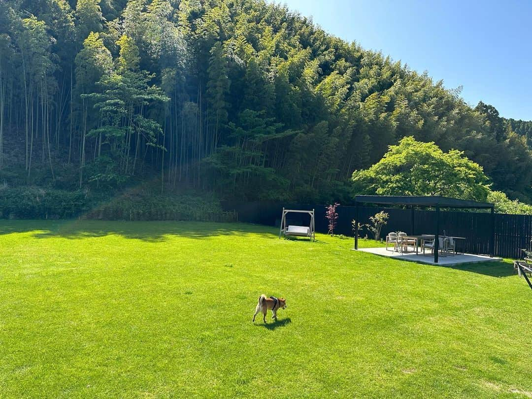 杉原勇武さんのインスタグラム写真 - (杉原勇武Instagram)「千葉の山の奥にあるグランピング施設。 部屋にはTVもなく、 携帯も圏外、 静かで鳥のさえずりが聞こえて、庭が1000㎡もありとても気持ちの良い場所です。」5月3日 14時42分 - isamu_katayama