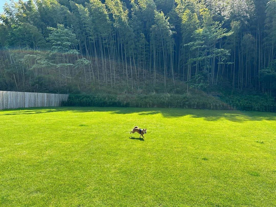 杉原勇武さんのインスタグラム写真 - (杉原勇武Instagram)「千葉の山の奥にあるグランピング施設。 部屋にはTVもなく、 携帯も圏外、 静かで鳥のさえずりが聞こえて、庭が1000㎡もありとても気持ちの良い場所です。」5月3日 14時42分 - isamu_katayama