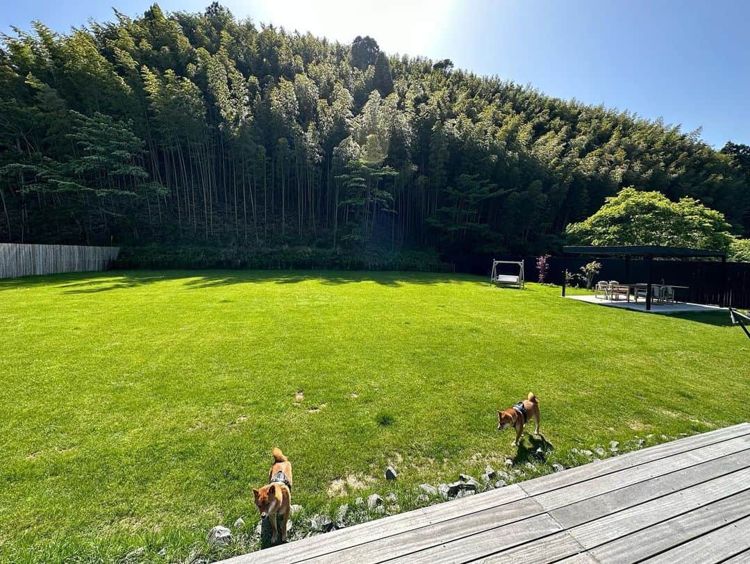杉原勇武さんのインスタグラム写真 - (杉原勇武Instagram)「千葉の山の奥にあるグランピング施設。 部屋にはTVもなく、 携帯も圏外、 静かで鳥のさえずりが聞こえて、庭が1000㎡もありとても気持ちの良い場所です。」5月3日 14時42分 - isamu_katayama