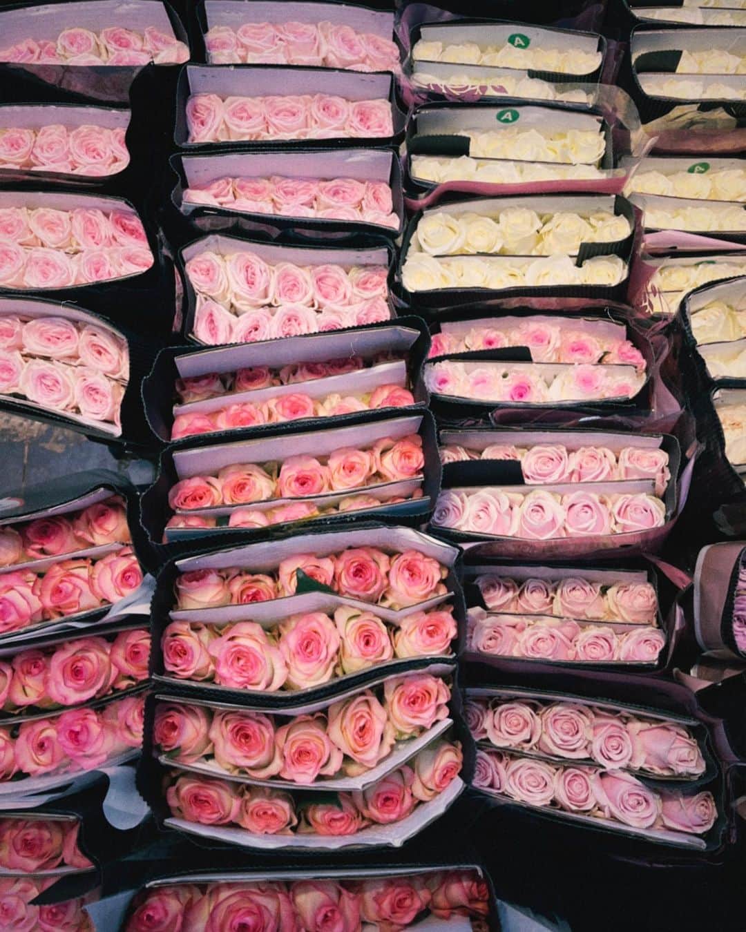る鹿のインスタグラム：「Shanghai’s flower market 💐🌷🌹🌼🌸🌺」