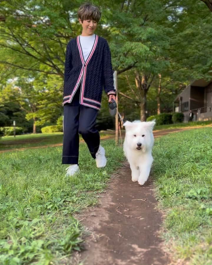 黒田知永子のインスタグラム：「. とろ散歩🚶‍♀️ いい季節ですね☘️  とろちゃん、たぶん14歳ぐらい…（はっきりしたお誕生日はわからないけど、たぶん今頃がお誕生日なんじゃないかな〜🎂）  ドッグランは嫌い 毎日同じフードはイヤ 風の強い日は怖い 雷も大嫌い  でも、猫達にも優しくて、いつも私達のことを見てて、本当に癒しの塊のような子💛 元気で長生きして下さい🙏  #dog #犬 #ごまとろむぎ #黒田とろろ #黒田知永子 #chiekokurod  動画の編集アプリって何がおすすめですか？ 皆様どんなの使ってるの？」