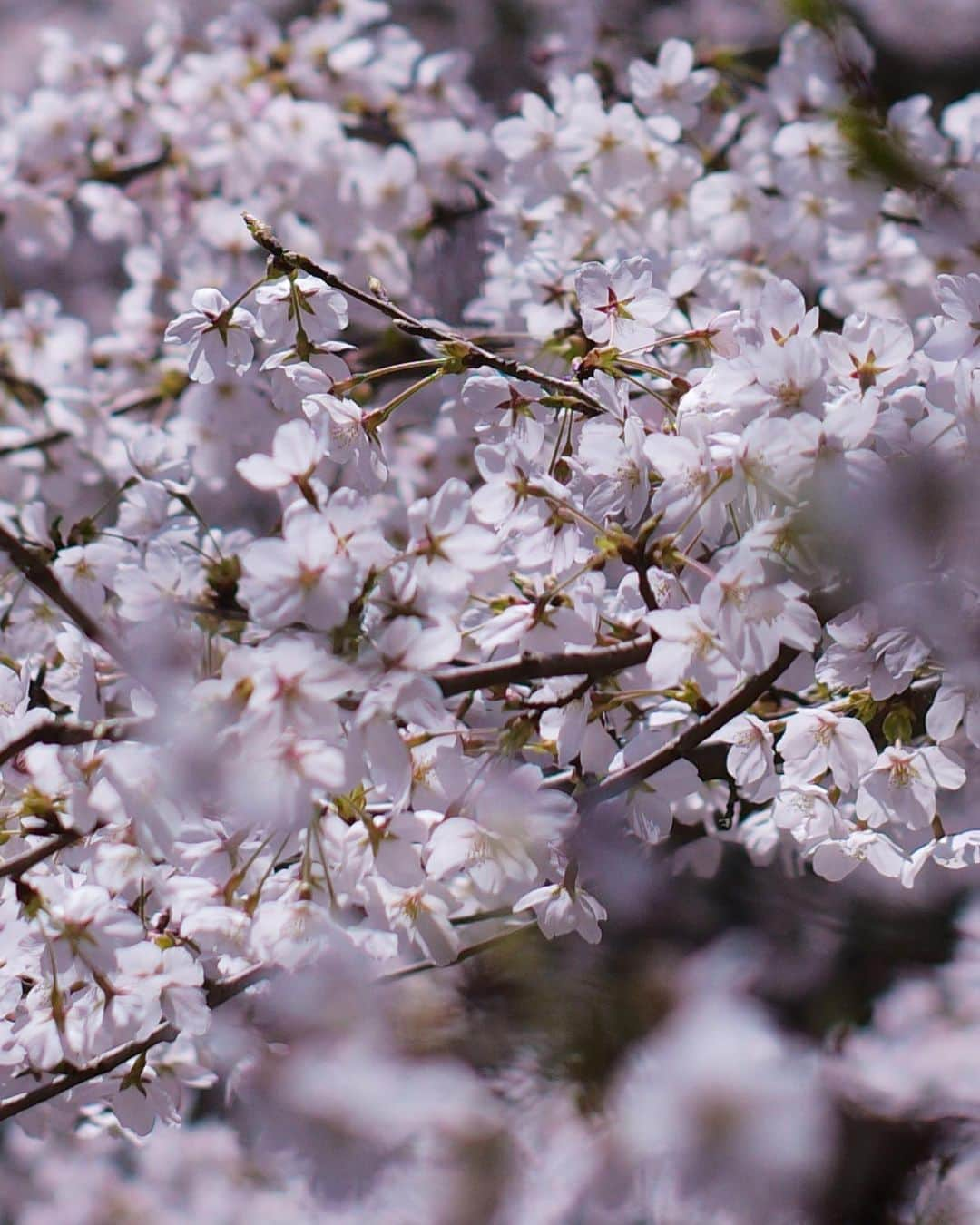 生田斗真のインスタグラム：「桜、桜、矢作、やす子 『なぁんで昼メシ食いに行くのにこんな時間かけて行くのかなぁ。』 テレビ東京系 今夜よる6時25分～」