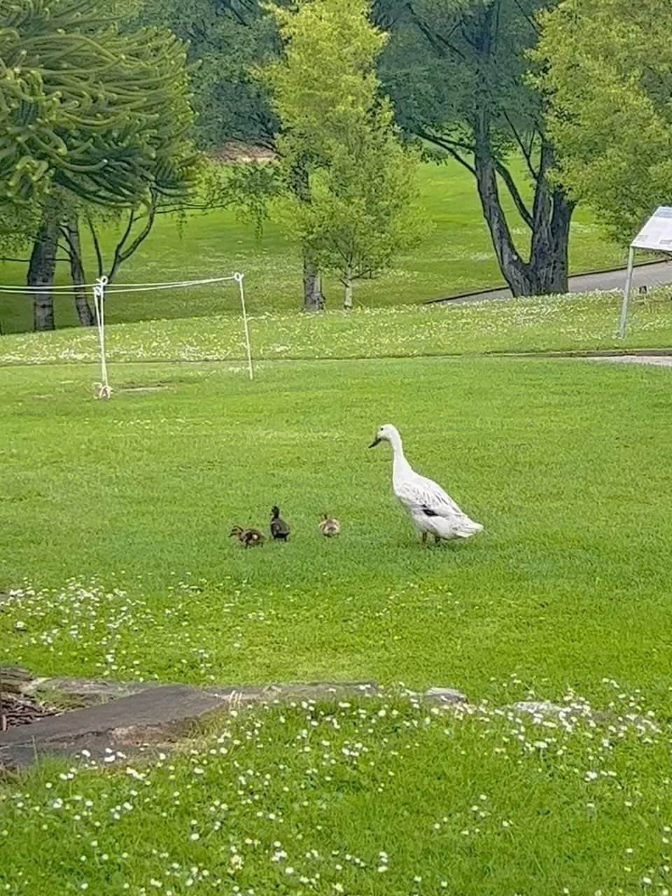 イ・ハウンのインスタグラム：「비가 오는데도 걸음을 멈추게 한 이 가족☀︎🦆」