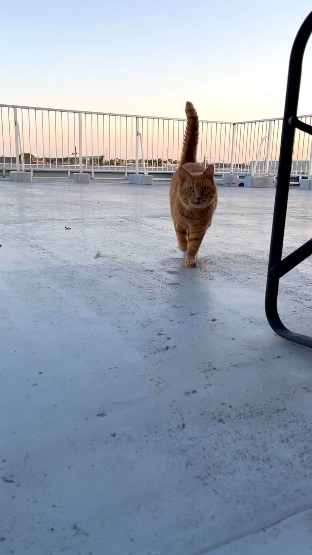 Shinnosukeのインスタグラム：「突撃ー！  #cat #猫」