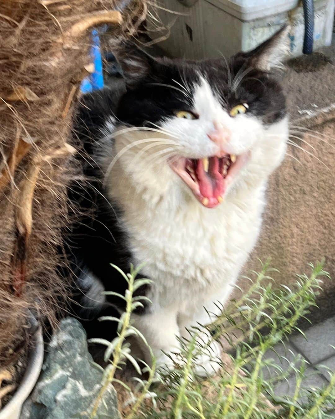 Kachimo Yoshimatsuのインスタグラム：「おはようイカスミ。 Good Morning Ikasumi  時に猫は一瞬で化猫になる｡  #うちの猫ら #猫 #ikasumi #ねこ #ニャンスタグラム #にゃんすたぐらむ #ねこのきもち #cat #ネコ #catstagram #ネコ部 http://kachimo.exblog.jp」