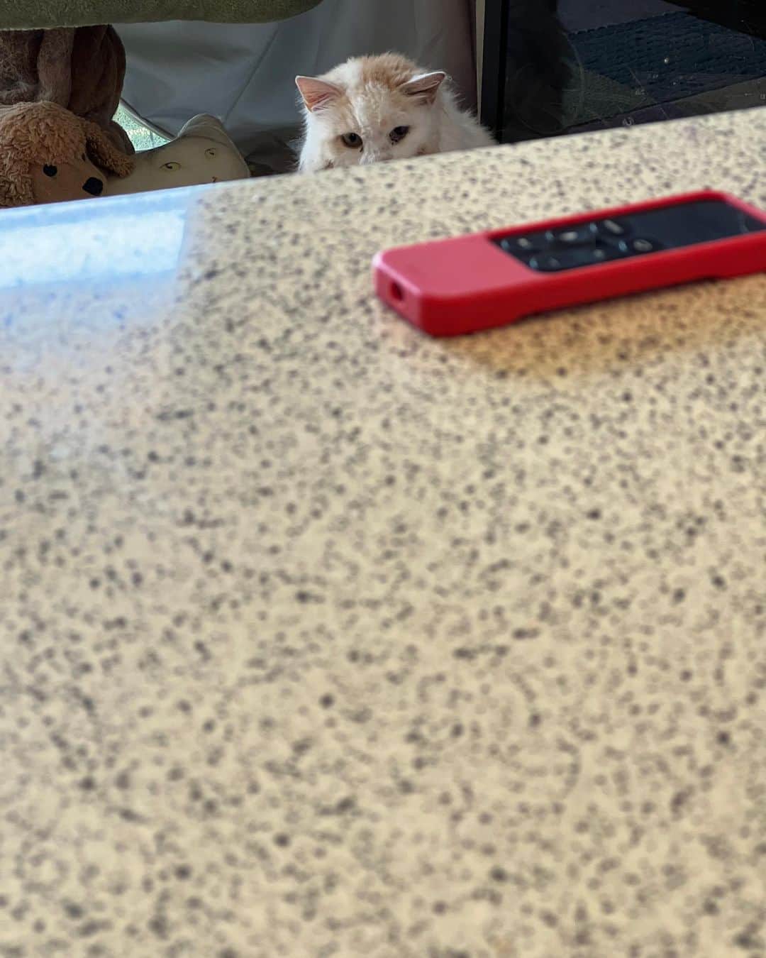 Kachimo Yoshimatsuのインスタグラム：「こっち見てる。  またお腹減ったかな？  #うちの猫ら #okaki #猫 #ねこ #ニャンスタグラム #にゃんすたぐらむ #ねこのきもち #cat #ネコ #catstagram #ネコ部 http://kachimo.exblog.jp」