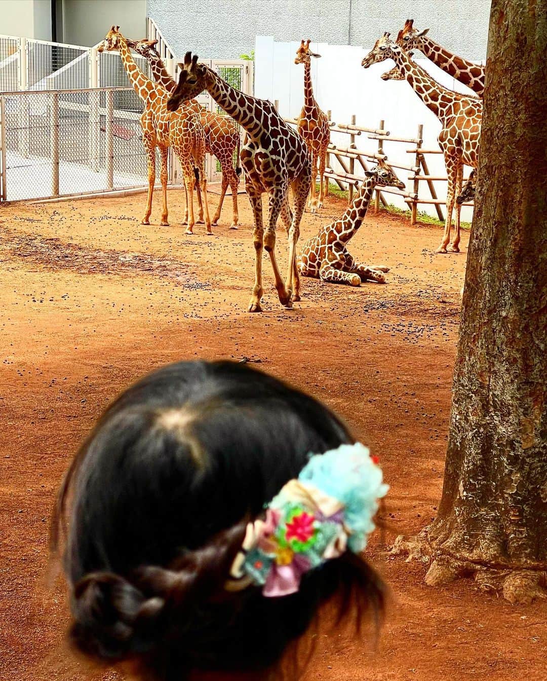 新井美穂さんのインスタグラム写真 - (新井美穂Instagram)「GW突入〜！  初夏の晴天の初日は 娘と久しぶりにのんびり#多摩動物公園 へお出かけ。  マスクしなくて良くなって 大好きな新芽の香りを思う存分吸い込んで。  同時に花粉も吸い込んで お鼻しゅんしゅんしながらも（笑）  とっても気持ちの良いお出かけでしたー❤️  #娘6歳11か月#GW#母娘お出かけ#のーますく」5月3日 15時40分 - arai_miho