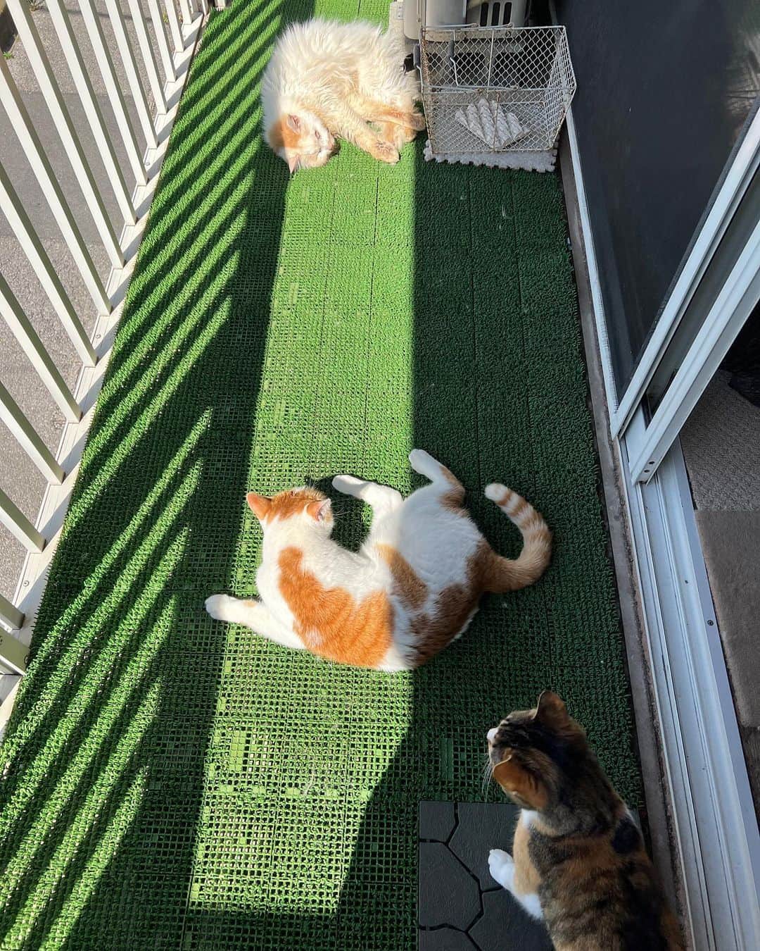 Kachimo Yoshimatsuのインスタグラム：「ベランダは楽園なのだ。  #うちの猫ら #okaki #oinari #castella #猫 #ねこ #ニャンスタグラム #にゃんすたぐらむ #ねこのきもち #cat #ネコ #catstagram #ネコ部 http://kachimo.exblog.jp」