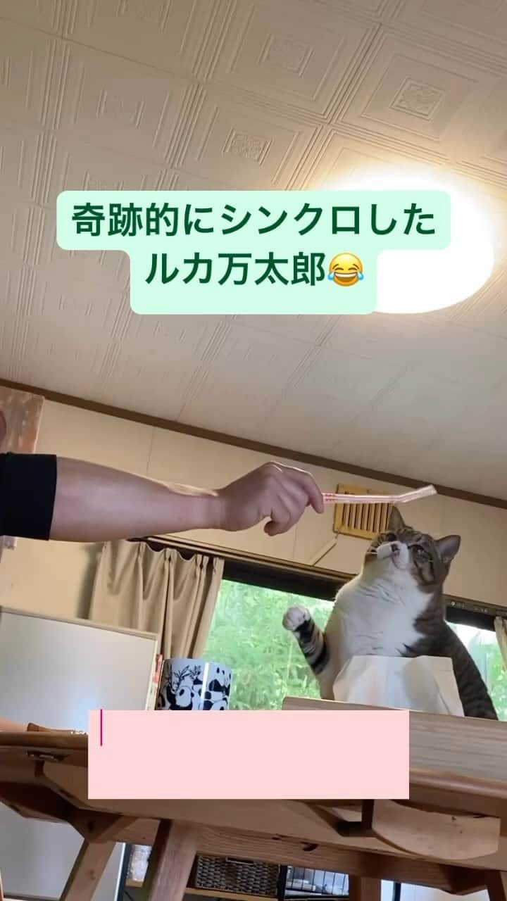 野本かりあのインスタグラム：「#らんまん #NHK #神木隆之介 #にゃんすたぐらむ #ねこ #ねこ部」