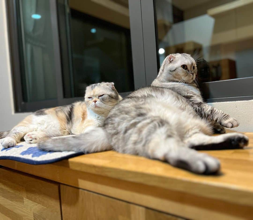 Mammoth and Grizzlyさんのインスタグラム写真 - (Mammoth and GrizzlyInstagram)「There is nothing like the bond between sisters. #sisterhood #nala #nemo」5月3日 21時28分 - mammoth_grizzly