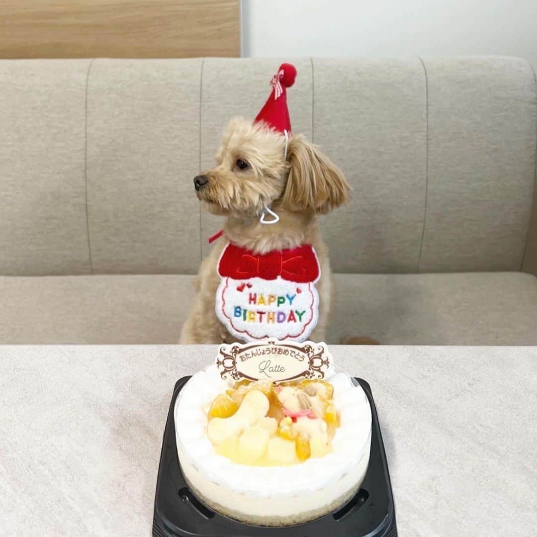 横山紗弓さんのインスタグラム写真 - (横山紗弓Instagram)「happy birthday latte🎂❤️ 2歳になったラテくん♡ 毎日可愛い♡ #チワプー #犬のいる暮らし」5月3日 21時34分 - 1129sym
