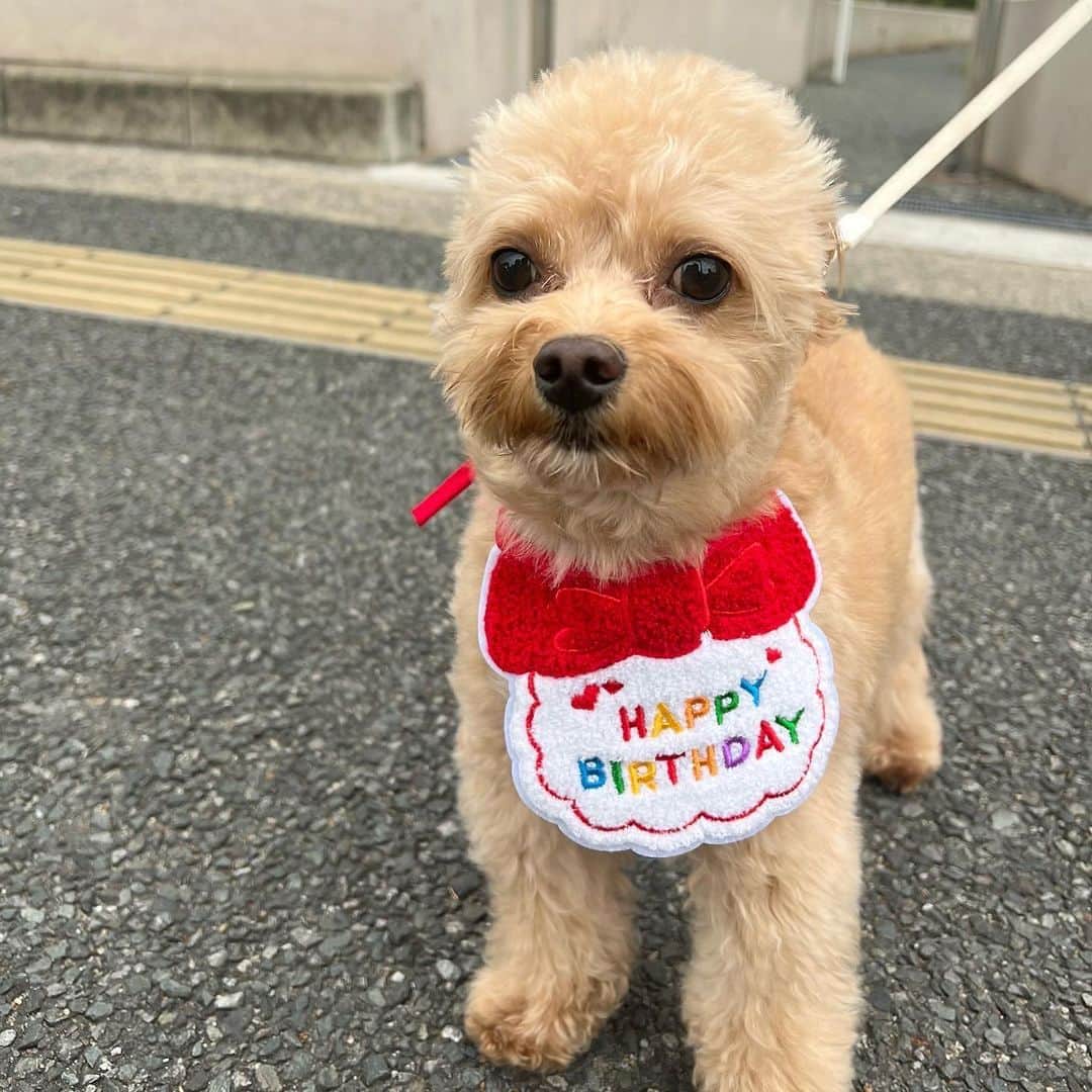 横山紗弓さんのインスタグラム写真 - (横山紗弓Instagram)「happy birthday latte🎂❤️ 2歳になったラテくん♡ 毎日可愛い♡ #チワプー #犬のいる暮らし」5月3日 21時34分 - 1129sym