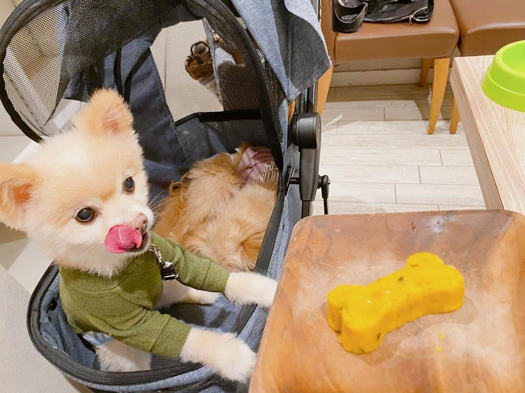 小嶋菜月さんのインスタグラム写真 - (小嶋菜月Instagram)「🐶🐶✌️ . . みなさんっ GWいかがお過ごしですか？☺️ . . 私は、ばぁちゃんたち、従姉妹たちにも会えて 良いスタートをきれましたっ🥰 . . こないだはワンちゃんと行ける 焼肉屋さんに行ってきたよ〜🐶🐶 . . ワンちゃん用のメニューもたくさんあって 2人とも大満足してました☺️🥩🍗 . .  モカはまだ赤ちゃんなので 途中で眠くて食より睡眠が勝ってた😴😂 . . #お台場 #焼肉 #うしすけ #うしすけお台場店 #ポメラニアン #トイプードル #ポメプー #マシュー #モカ #マシュモカ」5月3日 16時10分 - kojimanatsuki_offical