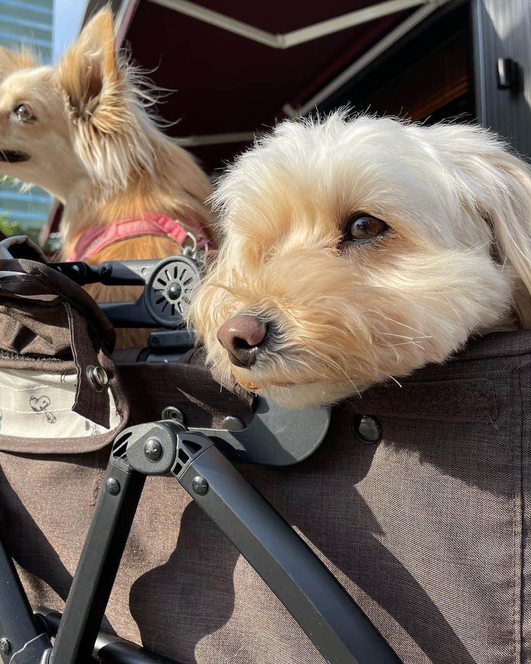 五代了平さんのインスタグラム写真 - (五代了平Instagram)「ぴっぴとゆきおと散歩🐶 いい天気☀️  #ぴっぴ #ゆきお #犬 #ペット #家族 #散歩 #いい天気 #gw #マルプー #チワックス」5月3日 16時28分 - ryohei_godai_official
