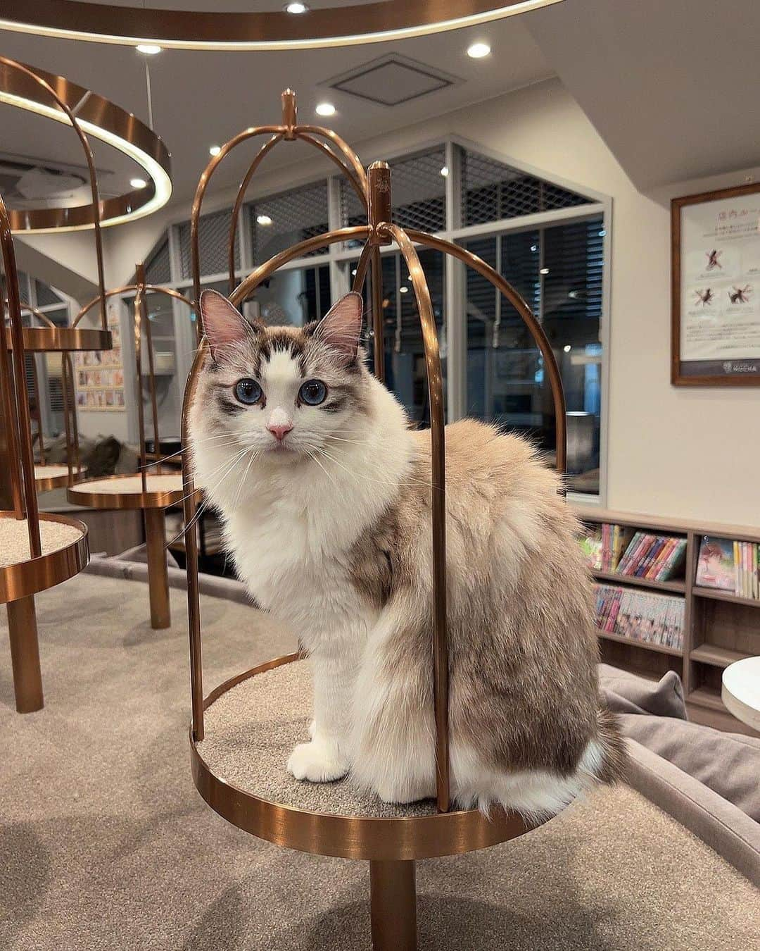 小松崎真理さんのインスタグラム写真 - (小松崎真理Instagram)「渋谷の猫カフェ🐈💕 @mocha.koendori 🐈に遊び行ってきたよ〜🥹🌸  もふもふで可愛すぎてほんと癒された💕🐈  猫ちゃんたちに囲まれながら、マッサージチェア、漫画とかあって癒し空間で何時間でもいれちゃう🥹💕  猫ちゃんってほんと可愛い🥹💕  #猫カフェmocha#猫カフェ#pr#渋谷猫カフェ#渋谷カフェ#渋谷#猫のいる暮らし#猫部#猫好きさんと繋がりたい#猫好き」5月3日 16時53分 - xs2.mari.s2x