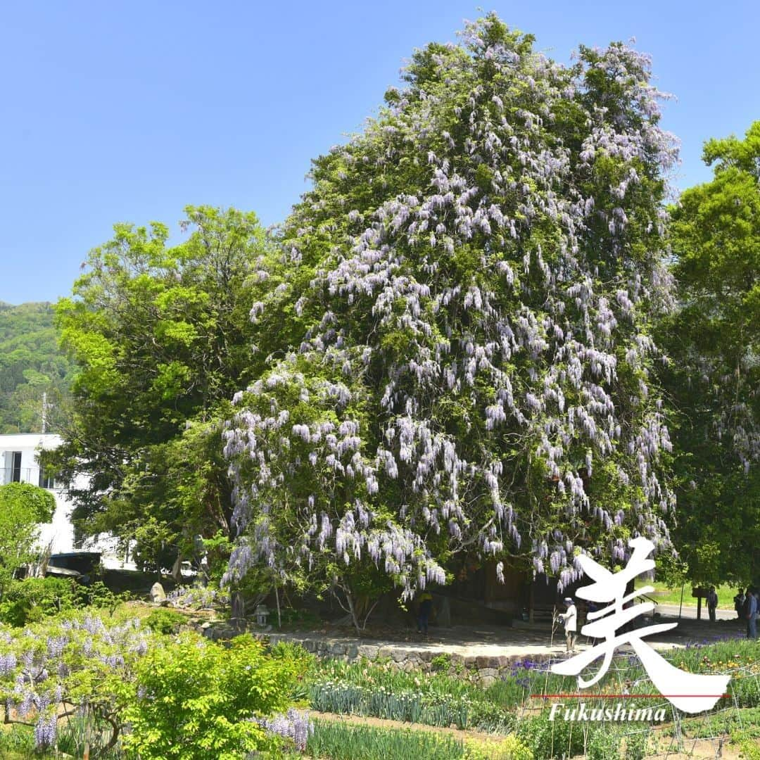 福島県さんのインスタグラム写真 - (福島県Instagram)「【深山（しんざん）神社の大カヤ・大藤（国見町）】  藤権現とも呼ばれる深山神社は、旧羽州街道の宿場町・小坂に向かう県道沿いにあり、境内には町の天然記念物である大カヤと大藤があります。  大カヤは樹齢500年以上と言われ、根回り約4m、枝の張り出しは15mにも及びます。そこにからみつくように枝を伸ばした大藤は、滝のように咲き誇り、その姿は圧巻です。見頃は例年5月上旬～中旬となっています。  ※写真は過去に撮影したものです。開花時期ついてはご確認の上、お出かけください。  #深山神社 #藤 #国見町 #県北地方 #福島県 #kunimitown #fukushima #RealizeFukushima #NotADreamFukushima #ひとつひとつ実現するふくしま」5月3日 17時00分 - realize_fukushima