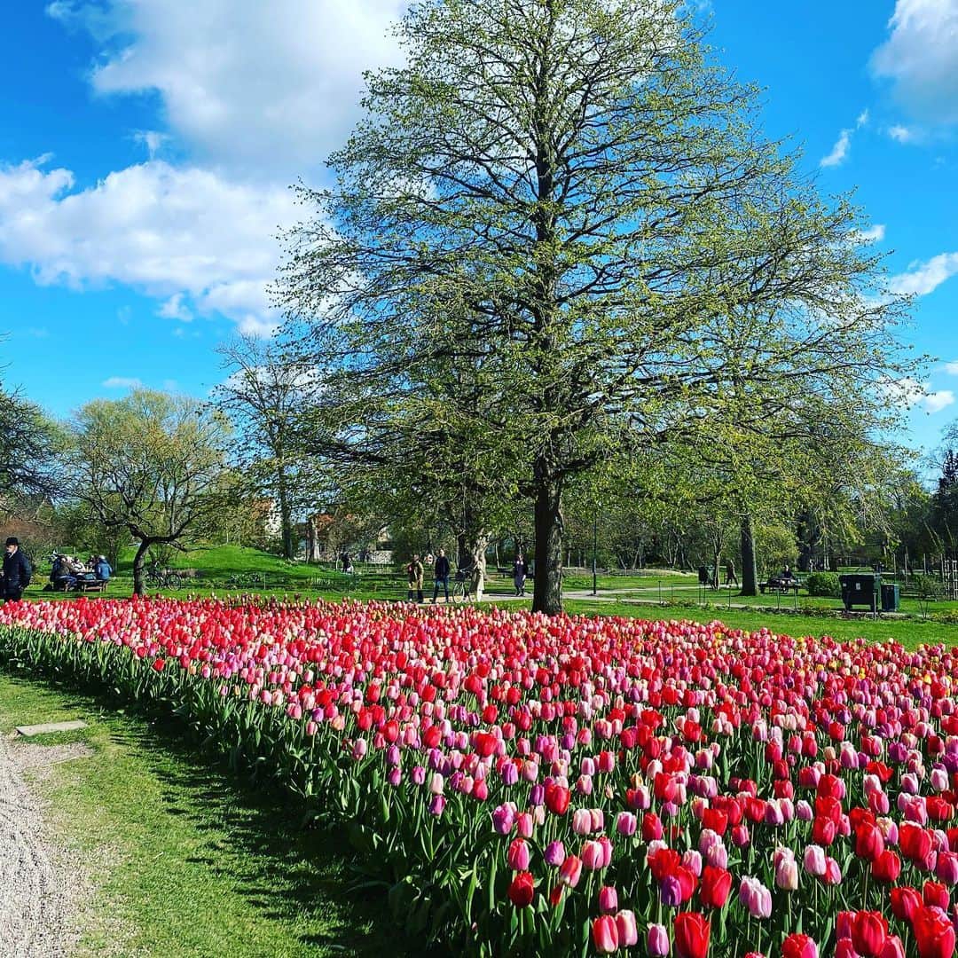 林千晶さんのインスタグラム写真 - (林千晶Instagram)「MalmöからLund University へ移動する道中。  スウェーデンは基本的に花や植物がこれでもかと思うくらい密集して植えられていて、ちょっと息抜きしたくなります笑」5月3日 17時00分 - chiaki_0808