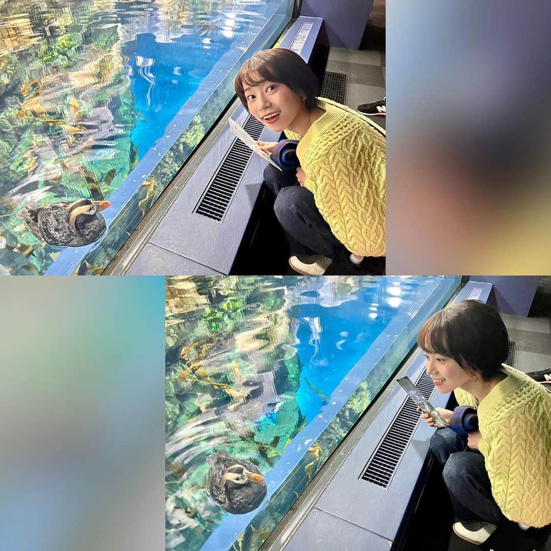 真彩希帆さんのインスタグラム写真 - (真彩希帆Instagram)「みなさま、こんにちは🍀  ゴールデンウィークですね〜🥇 いかがお過ごしでしょうか？？  先日、初めて「海遊館」🐟🐠🐬に遊びに行きました。 @kaiyukan_japan  たっのしかった〜！！🩵🫧  私は 水族館大好き人間なのですが、海遊館は目も耳も楽しめました😍  エリアごとに自然と変わる音楽が 動物たちの動きに合っていてなんだか感動。 特にペンギン🐧ちゃんエリアでの音楽が可愛くって お気に入りでした！  赤ちゃんころっけペンギンが、上からかき氷みたいに氷が降ってくる場所から10分間くらいずーっと動かなくて その姿がシュールすぎて癒された😂🍧  最後は、お母さんかお父さんにどつかれて場所移動してました。笑  気持ちよさそうだったなぁ〜🧊  イルカちゃんは喜ばれることを分かって行動しているのか、ツーショットを撮りやすいような位置にジーッといてくれました😂🙏🏻 なんてお利口さんで優しい子なんだ✨　  みんな楽しそ〜うに泳いだり🐠 肩寄せ合ってお昼寝したり😴💤 元気にパタパタ遊んだり🦆🪿  なんだか優しい気持ちになりました🐟🩵  紹介したいかわい子ちゃん達大量で 写真がひしめき合っててすみません笑  また今すぐにでも行きたい〜‼︎✨ 「海遊館」おすすめです☺️❤️  #いるかちゃんと踊る🐬 #かき氷ぺんぎん🐧🍧  #みんなかわいいね☺️   #真彩希帆   明日、明後日は Musical Meets Symphony 2023 "DIVA" お待ちしてまーす💫🫧」5月3日 17時03分 - maayakiho