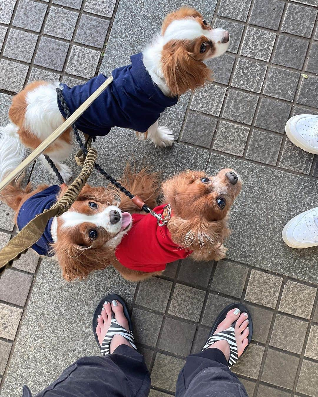 木下ココさんのインスタグラム写真 - (木下ココInstagram)「おねだり上手🥴 ソフトクリーム日和🐶🍦🩴♡♡ ・ ・ ・ @cavalier_sansasnow  #cavalier #sansasnow #babydaniel #犬のいる暮らし #木下ココ」5月3日 17時18分 - cocot_chan