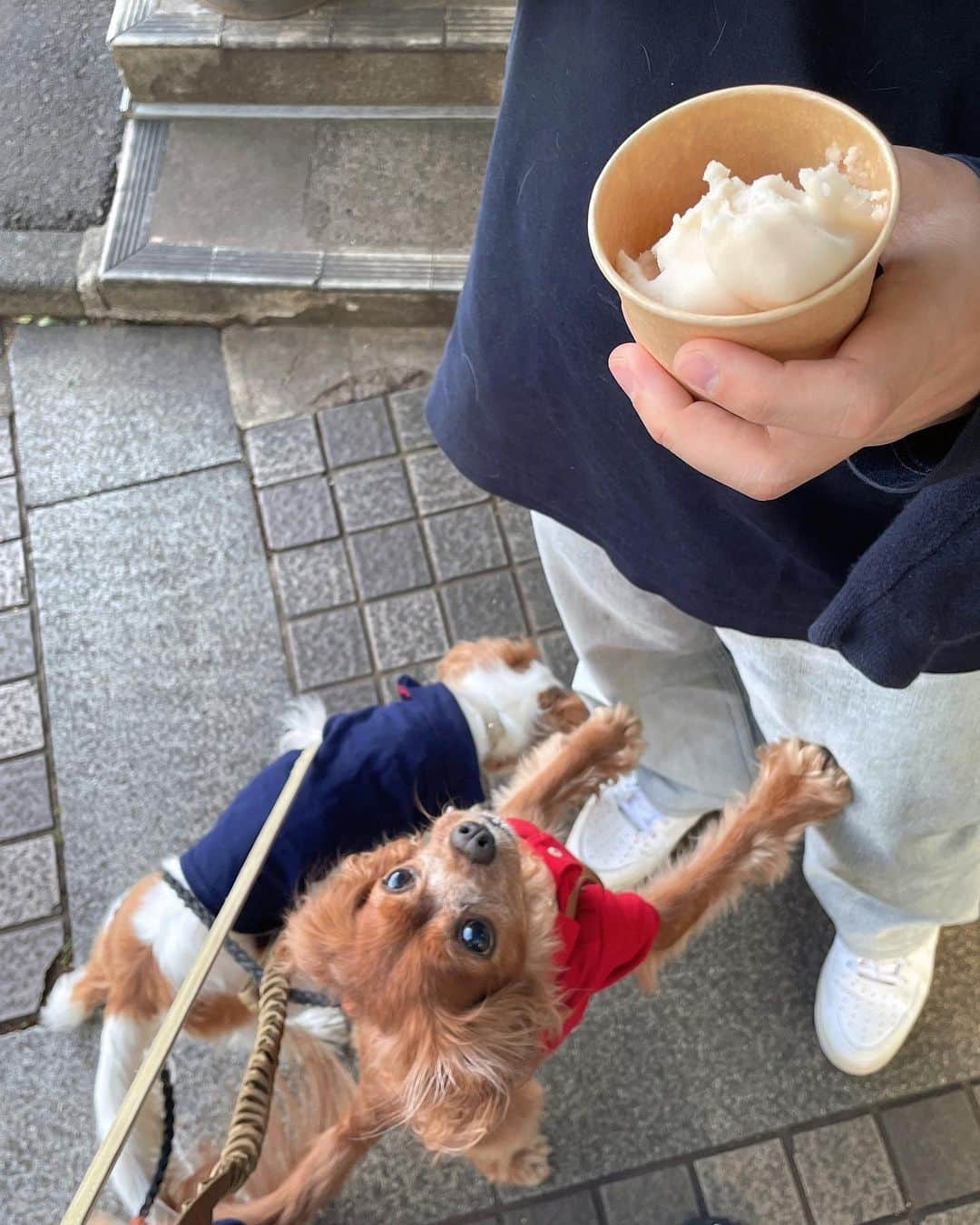 木下ココさんのインスタグラム写真 - (木下ココInstagram)「おねだり上手🥴 ソフトクリーム日和🐶🍦🩴♡♡ ・ ・ ・ @cavalier_sansasnow  #cavalier #sansasnow #babydaniel #犬のいる暮らし #木下ココ」5月3日 17時18分 - cocot_chan