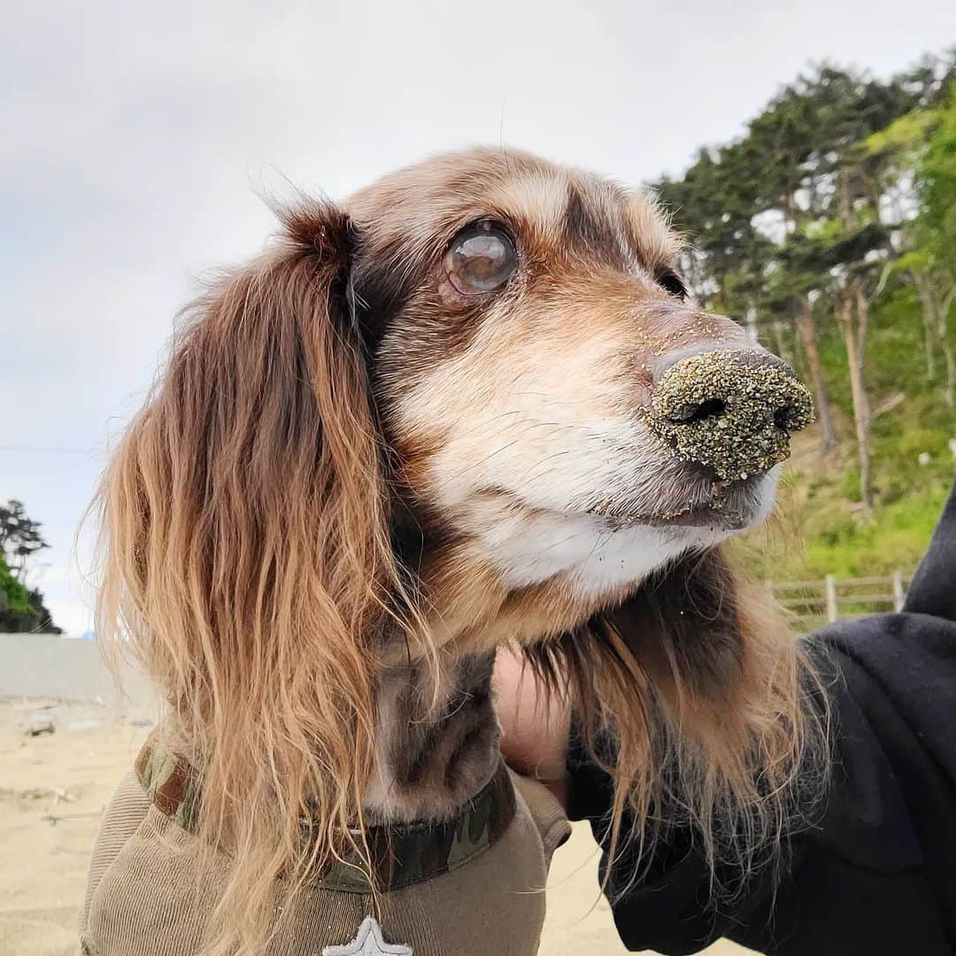 Erikaさんのインスタグラム写真 - (ErikaInstagram)「本日の散歩場所は真崎海岸。 鼻が砂まみれのホッピーでありました😁 . . . @erika__1110 かーちゃん別アカウント 🌿とか🍶とかね。 . #犬の車椅子 #車椅子犬 #18歳 #笑顔の犬 #全盲犬 . ・････━━━━━━━━━━━････・ #ダックスフンド #ダックス #ミニチュアダックス #チョコダップル #dachshund #dachs #dog #dogstagram  #instadog #高齢犬 #一人と一匹 #お留守番犬 #留守番犬 #dogwheelchair #失明犬 #お留守番犬ホッピーの日々 #老犬 #シニア犬 #老犬との生活 #老犬ダックス #犬と暮らす #老犬との暮らし #クッシング症候群 #犬の緑内障 #ハイシニア犬 ・････━━━━━━━━━━━････」5月3日 17時24分 - erika_hoppy