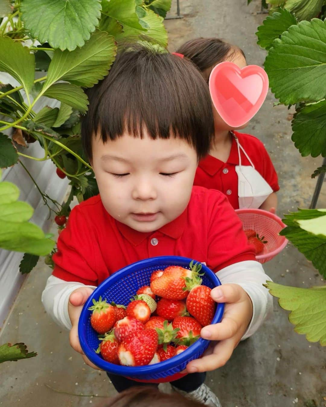 カン・ヘヨンさんのインスタグラム写真 - (カン・ヘヨンInstagram)「나 오늘 하루종일 키즈노트만 기다림🍓  가서 진짜 노동하고 온 거 아니지 ?ㅋ  소쿠리에 있는 딸기를 반이나 먹느라  배불러서 점심을 못 먹었다는 훈이..   엄마가 몇 시간을 거쳐 만든 도시락인데.. ^^   역시 그냥 밥 한 공기만 때려 넣고 보냈어야 했다.」5月3日 17時42分 - mangdoo_noona