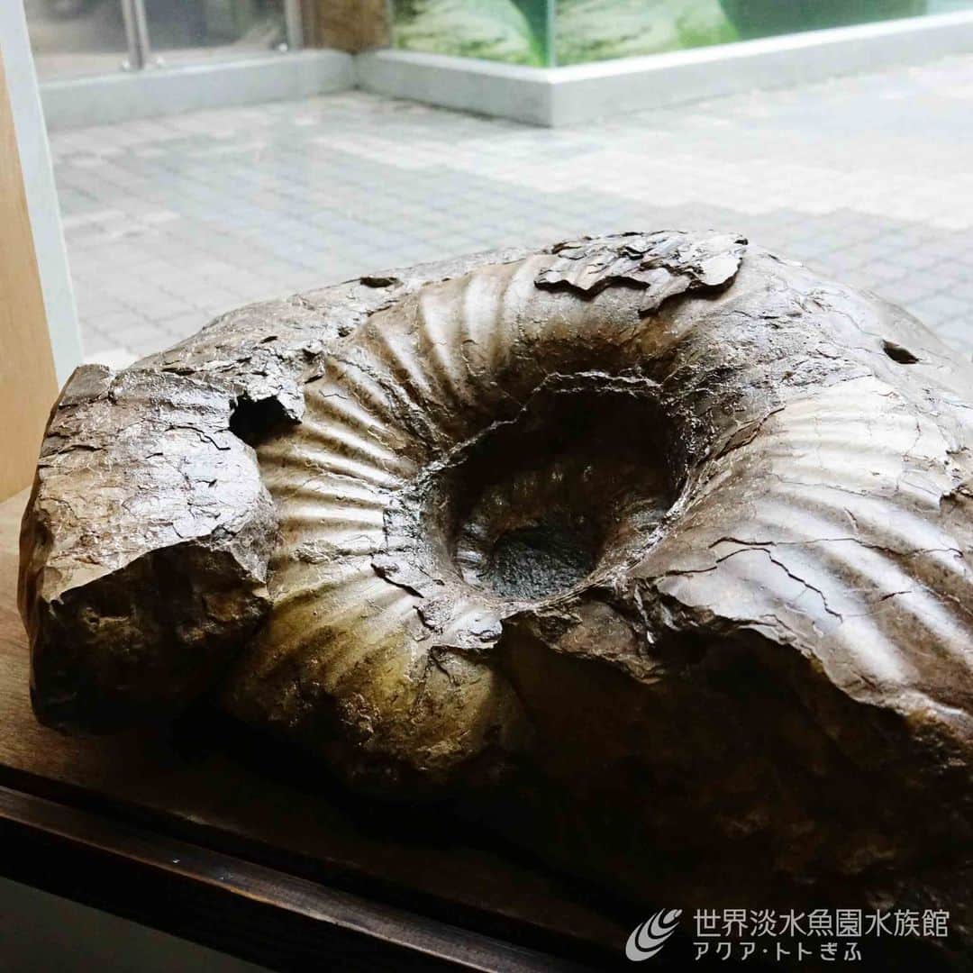 世界淡水魚園水族館 アクア・トト ぎふさんのインスタグラム写真 - (世界淡水魚園水族館 アクア・トト ぎふInstagram)「企画展『古代生物がやってきた！～時を超えた生き物たち～』では、本物の化石に触ることもできるんです！  アンモナイト目の「ユーパキディスカス」の化石です。ぜひ触れてみてください。  #アクアトト #水族館 #aquarium #企画展 #KADOKAWA #GET! #角川の集める図鑑 #古代生物がやってきた #古代生物 #オアシスパーク #河川環境楽園」5月3日 18時10分 - aquatotto_gifu