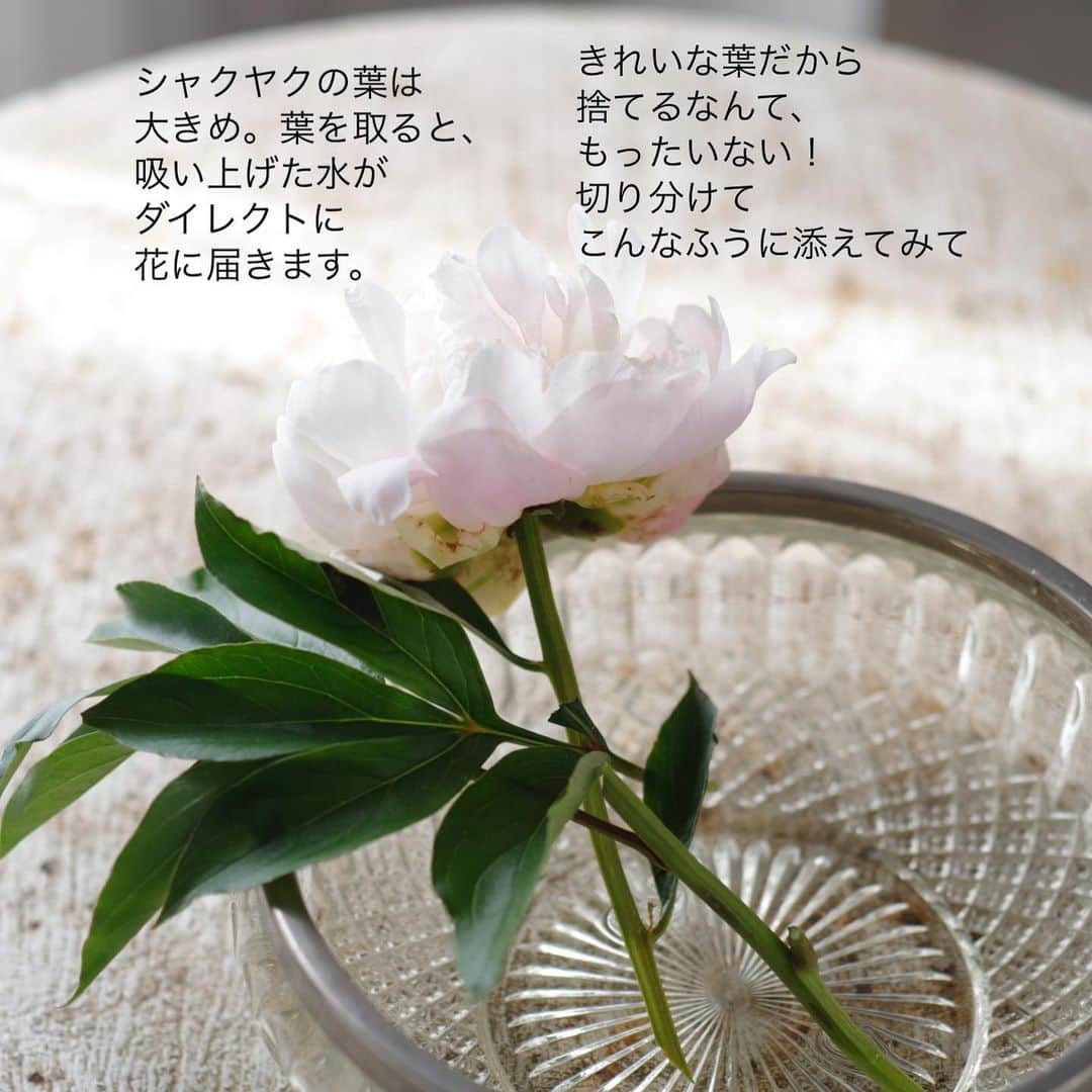 雑誌『花時間』さんのインスタグラム写真 - (雑誌『花時間』Instagram)「シャクヤクは飾っていますか？  花時間（@hanajikan_magazine）です。  この時期、お花屋さんが聞かれて困ること…って、何か知っていますか？　それは…  このシャクヤクは咲くかどうか、とお客さまに判断を求められること。  たいていのことは答えられるお花屋さんでも、こればっかりはうかつに答えられない難問なんです😓  同じように、色づいた花びらが見えているつぼみでも、またたく間に開く子もあれば、開かずに終わってしまう子も😢  お花を採取したときの気温や湿度なども関係し、開花の判断は一筋縄にはつかないそうです。  堅い、青梅みたいなつぼみを買うのは、大ばくち？（笑）咲く？咲かないの？と毎日のにらめっこに、疲れ果てることだけは確実です😅←私が、まさにその経験者（笑）  花びらがふっくらして、いまにも咲きそうな子を買うのが賢明かも、ですね！  では、素敵なゴールデンウィークをお過ごしください。 byピーターパン  【花時間ニュース】 💜『花時間』から、花の定期便がスタートしました🥰　世界でここだけのバラと旬花が届く嬉しいサービスです💕  💜『花時間2023春夏』〈春のピンク！夏のブルー！〉大好評発売中！  💜『花と短歌でめぐる 二十四節気 花のこよみ』大好評発売中  すべて @hanajikan_magazine のプロフィールのリンクから飛べます✈️  『花時間』本誌や書籍は全国の書店、ネット書店でも発売中✨  #花時間 #フラワーアレンジ #しゃくやく  #シャクヤク #花が好き #花が好きな人と繋がりたい #花を飾る #花を飾る生活 #花屋さんへ行こう」5月3日 18時16分 - hanajikan_magazine