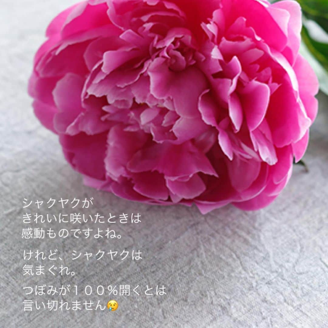 雑誌『花時間』さんのインスタグラム写真 - (雑誌『花時間』Instagram)「シャクヤクは飾っていますか？  花時間（@hanajikan_magazine）です。  この時期、お花屋さんが聞かれて困ること…って、何か知っていますか？　それは…  このシャクヤクは咲くかどうか、とお客さまに判断を求められること。  たいていのことは答えられるお花屋さんでも、こればっかりはうかつに答えられない難問なんです😓  同じように、色づいた花びらが見えているつぼみでも、またたく間に開く子もあれば、開かずに終わってしまう子も😢  お花を採取したときの気温や湿度なども関係し、開花の判断は一筋縄にはつかないそうです。  堅い、青梅みたいなつぼみを買うのは、大ばくち？（笑）咲く？咲かないの？と毎日のにらめっこに、疲れ果てることだけは確実です😅←私が、まさにその経験者（笑）  花びらがふっくらして、いまにも咲きそうな子を買うのが賢明かも、ですね！  では、素敵なゴールデンウィークをお過ごしください。 byピーターパン  【花時間ニュース】 💜『花時間』から、花の定期便がスタートしました🥰　世界でここだけのバラと旬花が届く嬉しいサービスです💕  💜『花時間2023春夏』〈春のピンク！夏のブルー！〉大好評発売中！  💜『花と短歌でめぐる 二十四節気 花のこよみ』大好評発売中  すべて @hanajikan_magazine のプロフィールのリンクから飛べます✈️  『花時間』本誌や書籍は全国の書店、ネット書店でも発売中✨  #花時間 #フラワーアレンジ #しゃくやく  #シャクヤク #花が好き #花が好きな人と繋がりたい #花を飾る #花を飾る生活 #花屋さんへ行こう」5月3日 18時16分 - hanajikan_magazine