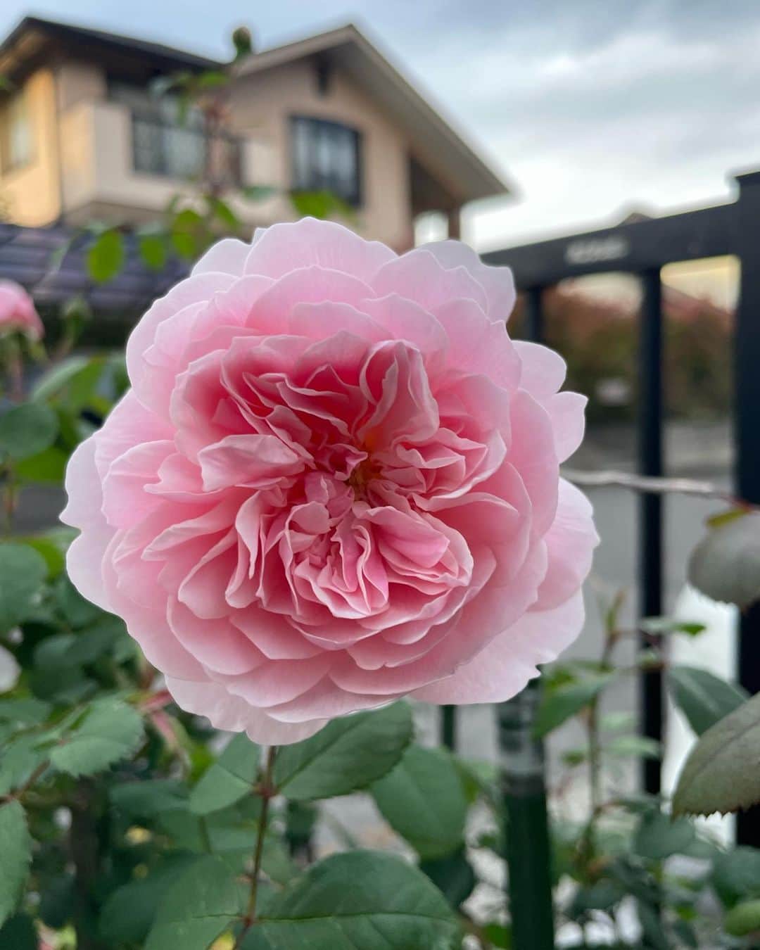 小笠原正典さんのインスタグラム写真 - (小笠原正典Instagram)「🎉🎉⚽️⚽️  バラの季節が やってきました。 この2つは おめでとうの気持ちを込めて 伊佐さんと弓場さんに。 心ばかりですが。🤗  #wisley2008  #グラハムトーマス  #バラのある暮らし」5月3日 18時22分 - masanori.ogasahara
