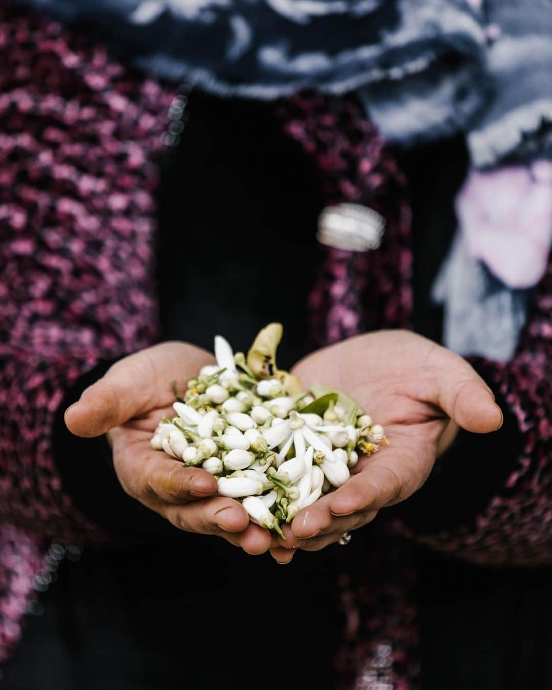 ゲランさんのインスタグラム写真 - (ゲランInstagram)「The embodiment of the Guerlain Perfumers' commitment to unearthing the finest raw ingredients, the Aqua Allegoria Collection celebrates the wonders of the world, from the neroli harvest of Tunisia to the citrus groves of Calabria.  #Guerlain #GuerlainParfumeur #AquaAllegoria  @thierrywasser」5月7日 0時55分 - guerlain