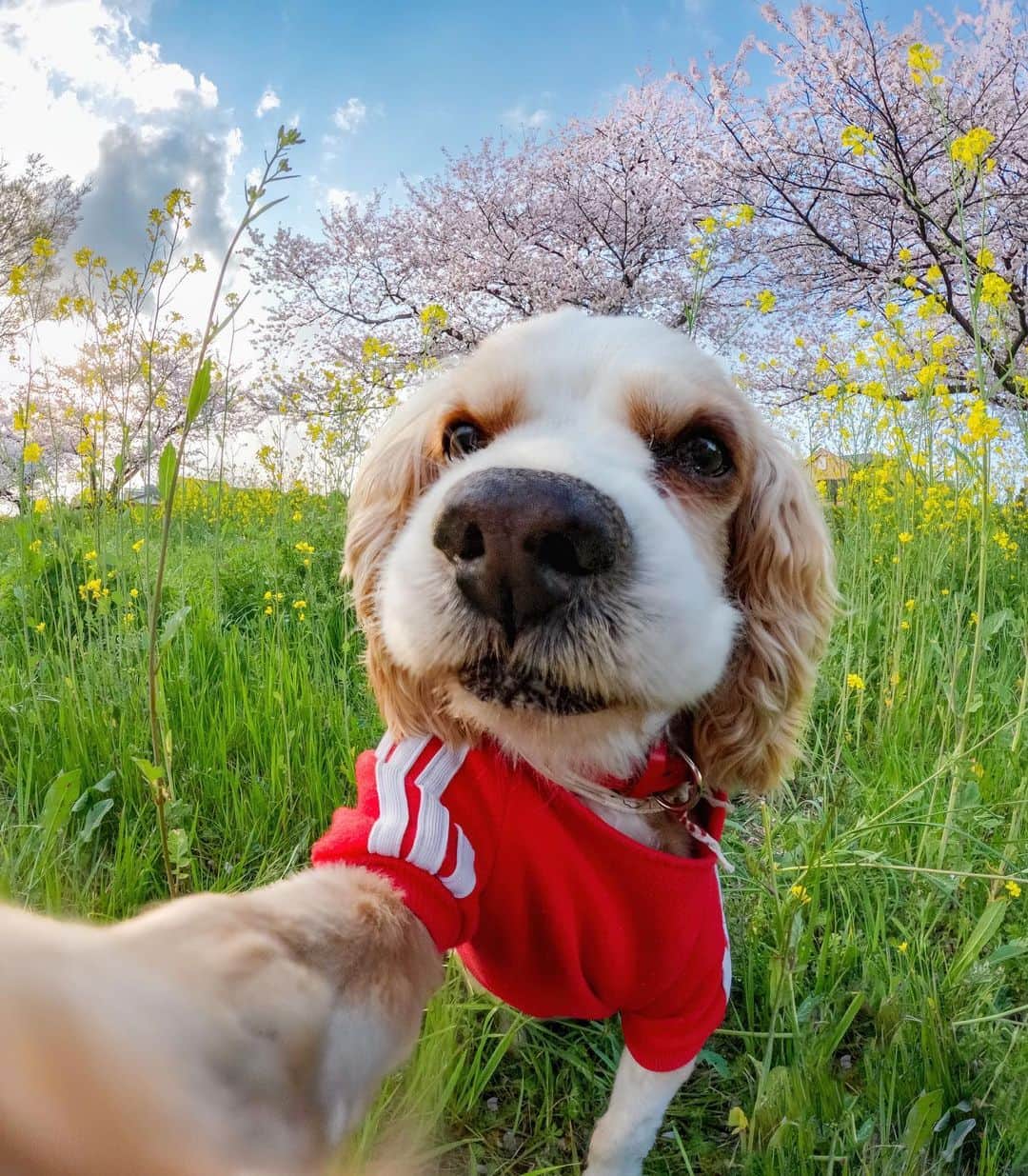 GoProさんのインスタグラム写真 - (GoProInstagram)「セルフィータイム 🐶🤳 桜に囲まれながら @yu_kimura の愛犬ショット。 #GoProHERO11 Blackで撮影。 ・ ・ ・ #GoPro #GoProJP #GoProのある生活 #愛犬 #犬 #お散歩 #埼玉 #公園」5月3日 18時47分 - goprojp