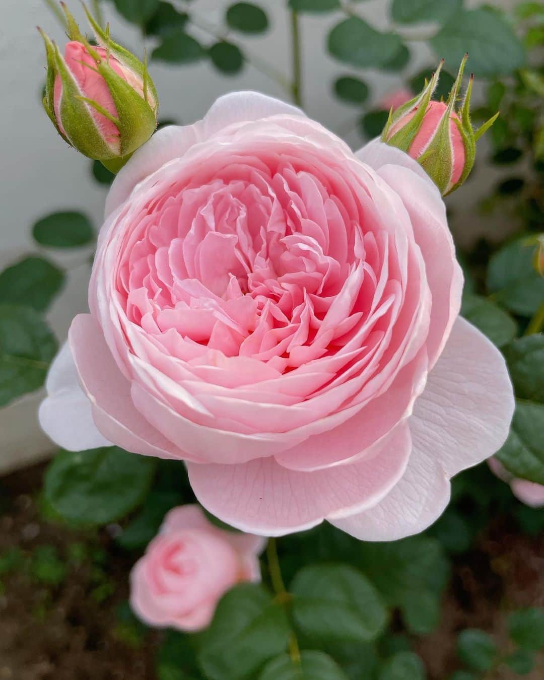 堂真理子さんのインスタグラム写真 - (堂真理子Instagram)「父と母が実家の庭で育てている薔薇の花が、綺麗に咲いています🌹やっぱり薔薇は美しいですね☺️ GW、皆さんはどうお過ごしですか？？  明日は祝日のため、アベモニはお休みです。 金曜日の「ワイド！スクランブル」、どうぞよろしくお願いします✨   #gw  #実家 の  #庭 で咲いている  #薔薇 が綺麗です  #明日 は  #アベモニ はお休みです  #堂真理子 #テレビ朝日 #アナウンサー」5月3日 18時49分 - mariko_do
