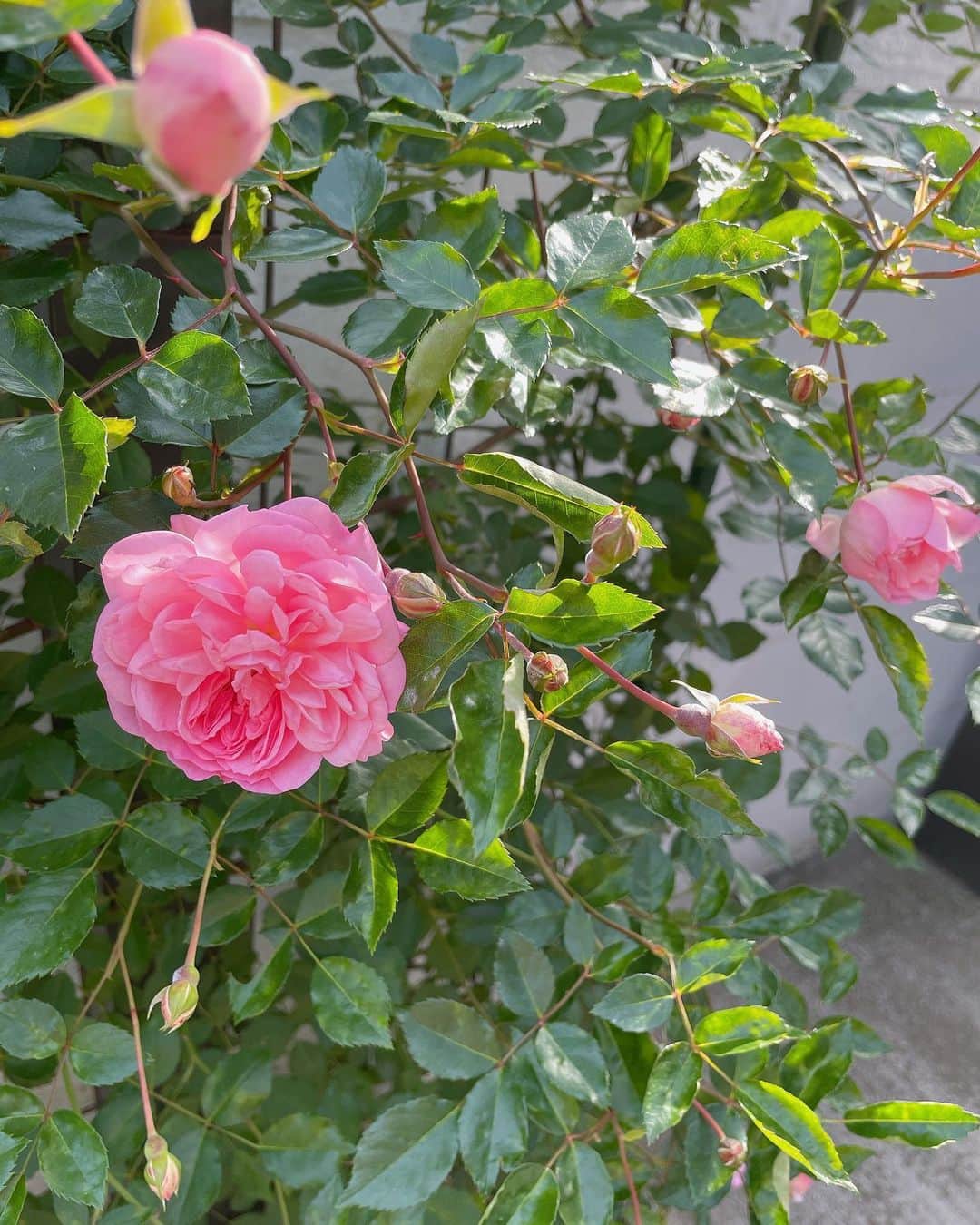 堂真理子さんのインスタグラム写真 - (堂真理子Instagram)「父と母が実家の庭で育てている薔薇の花が、綺麗に咲いています🌹やっぱり薔薇は美しいですね☺️ GW、皆さんはどうお過ごしですか？？  明日は祝日のため、アベモニはお休みです。 金曜日の「ワイド！スクランブル」、どうぞよろしくお願いします✨   #gw  #実家 の  #庭 で咲いている  #薔薇 が綺麗です  #明日 は  #アベモニ はお休みです  #堂真理子 #テレビ朝日 #アナウンサー」5月3日 18時49分 - mariko_do