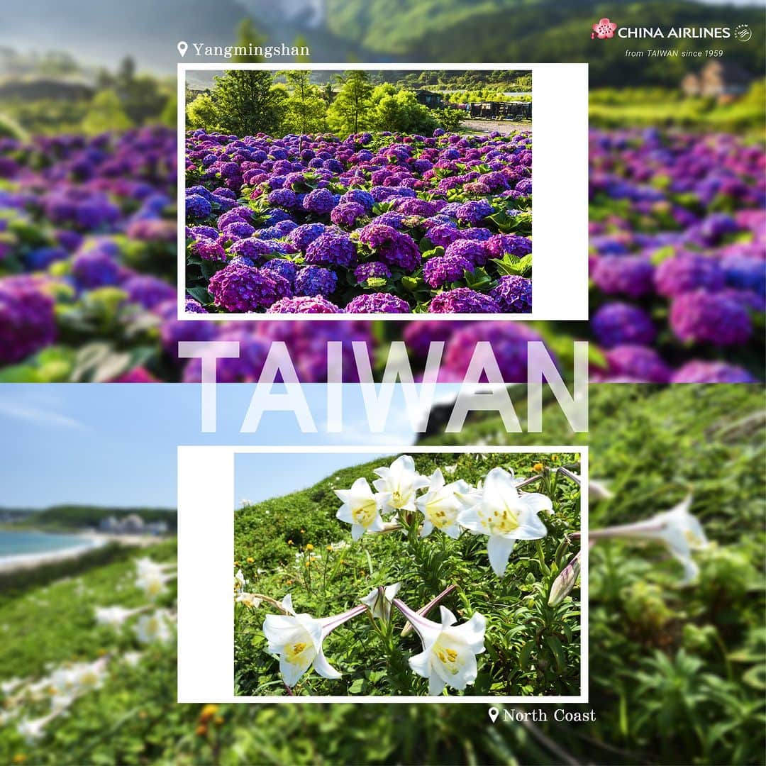 日本地区チャイナ エアラインさんのインスタグラム写真 - (日本地区チャイナ エアラインInstagram)「【Taiwan Flower-Viewing Guide】  5月に台湾で見ごろを迎えるお花をご紹介📖  👉 陽明山・あじさい ピンクや紫のあじさいは、まるで色とりどりの芸術作品のようです。 お花を楽しむだけでなく、陽明山ならではの涼しさも味わうことができます。  👉 北海岸・百合 緑の芝生に咲く百合は、北海岸の海風に優しく揺らぎます。 優雅で清らかな美しさは、ロマンチックな雰囲気を醸し出します。  どちらも初夏のお花見にはピッタリな場所です。 5月に台湾を訪れるなら、ぜひ足を運んでみてくださいね。  ▼最新運航情報▼ bit.ly/3MJ6IGt  ＜公式HP＞ https://goo.gl/vif8Qp  #chinaairlines #中華航空 #台湾 #台湾旅行 #台湾好きな人と繋がりたい  ---------------------------------------------------------------------------------- DFPに入会するとバースデーディスカウント等のうれしい特典が盛りだくさん！ ご入会はコチラ👉　https://bit.ly/3YIQ7cl」5月3日 19時00分 - chinaairlines.jp